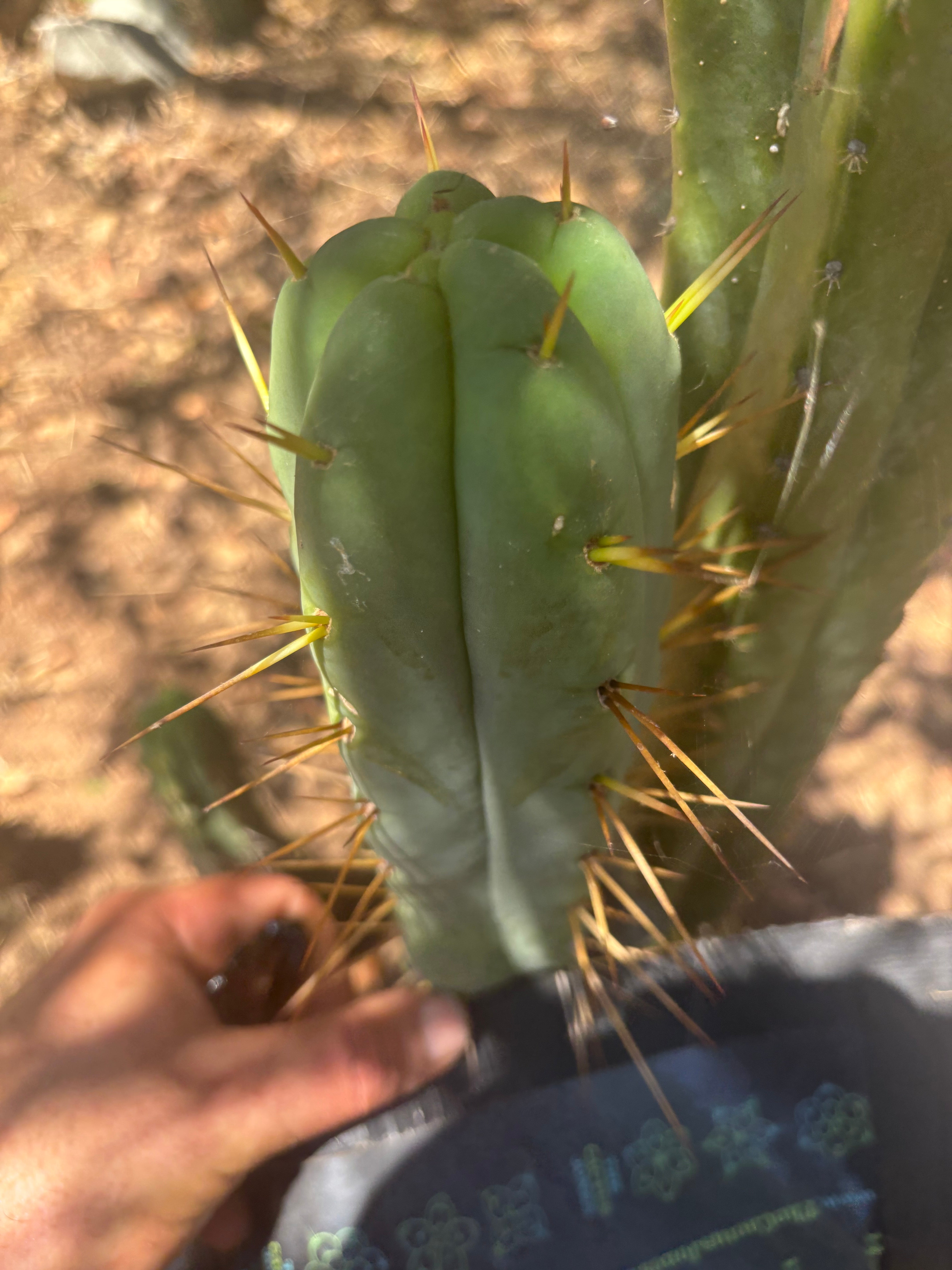 👑🌶️ MJC01  — 8.5” Pup