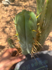 👑🌶️ MJC01  — 8.5” Pup