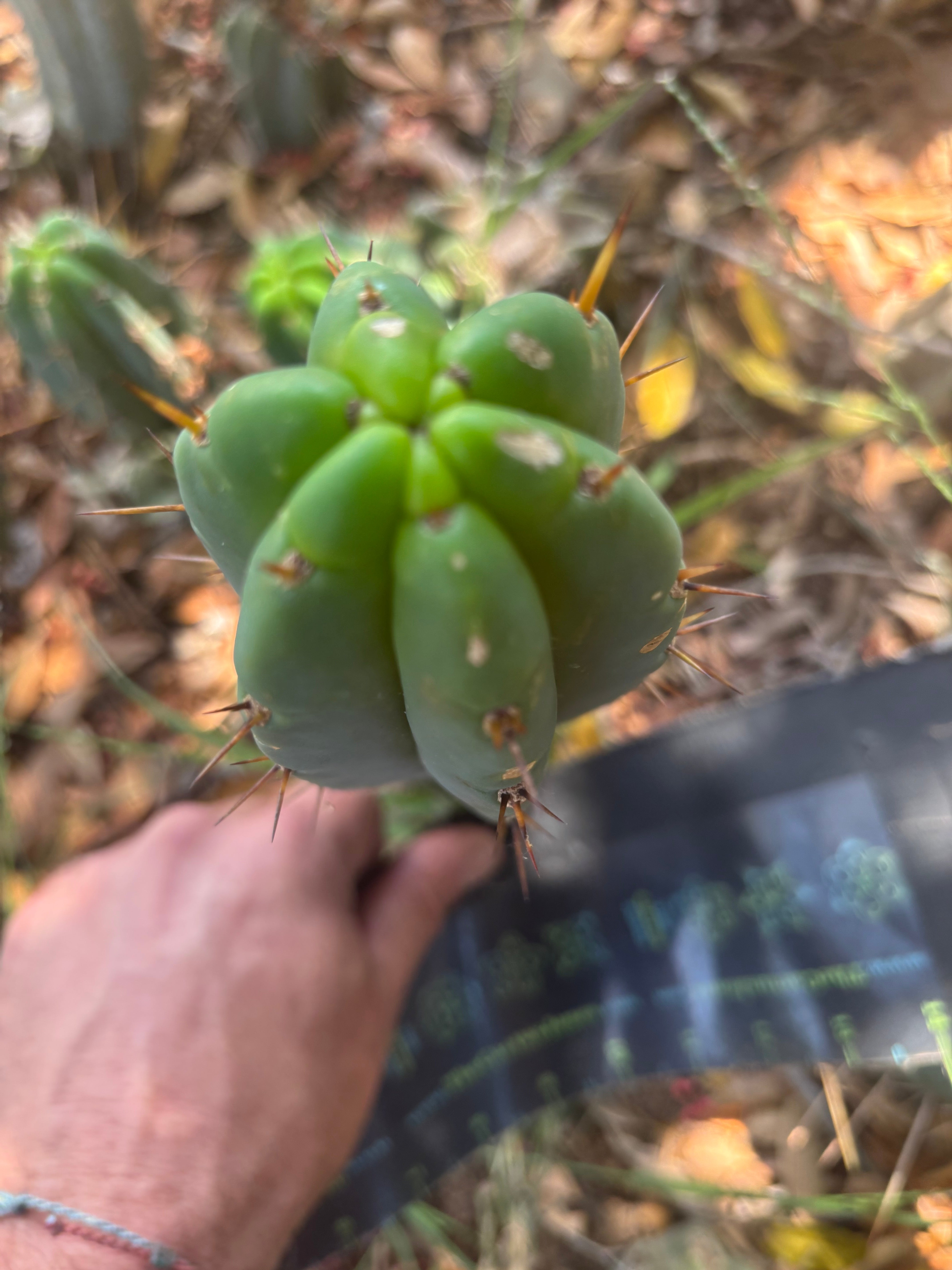 👑🌶️🌶️ Pala — Another 9” Tip