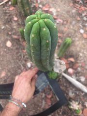 👑🌶️🌶️ Ogun — 12” Pup