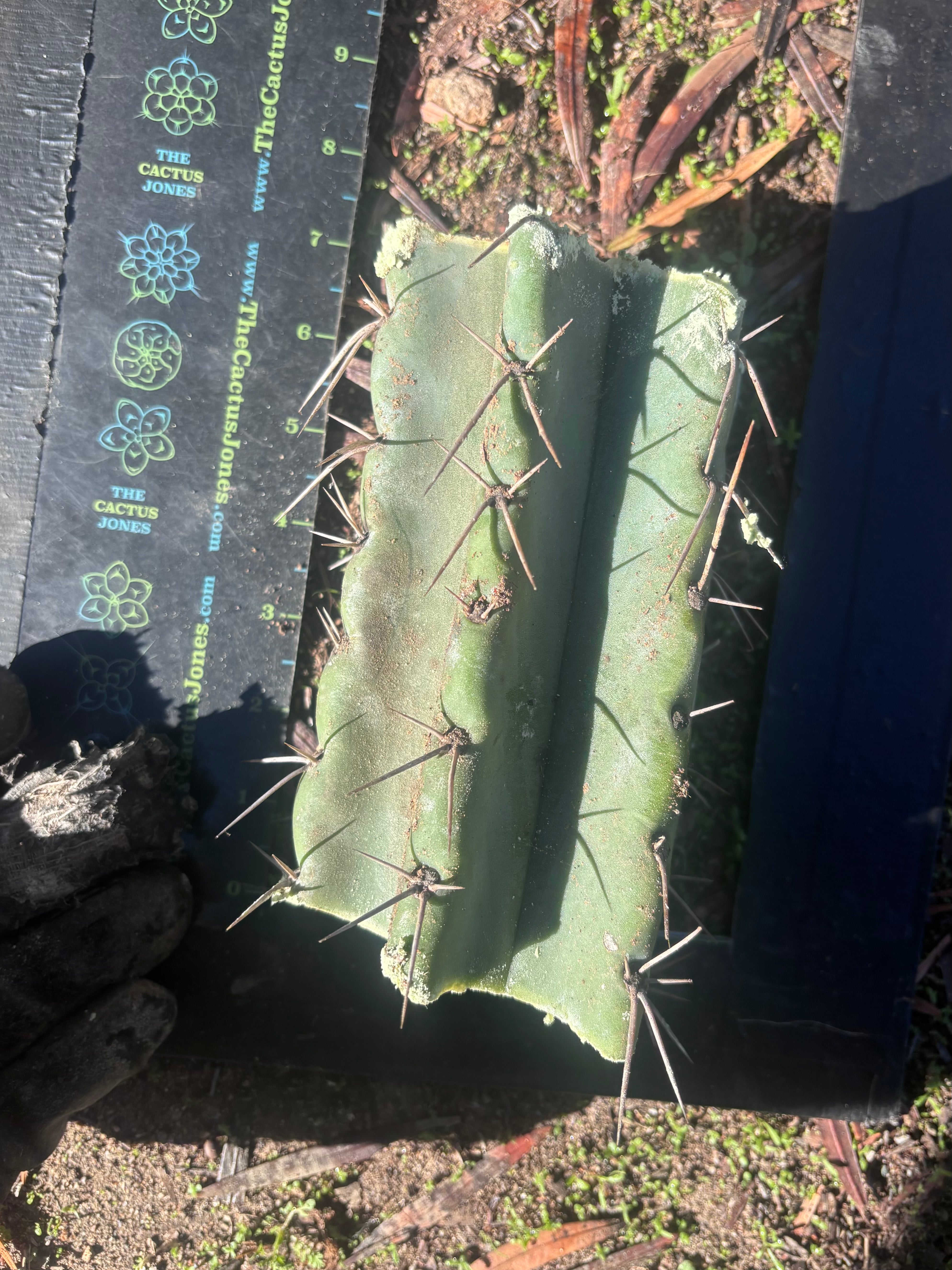 🎁🌶️ NEW Add On Freebie! — NOM Midcuts