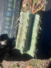 🎁🌶️ NEW Add On Freebie! — NOM Midcuts