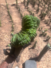 💎👑 TPMC — Large Crests (3)