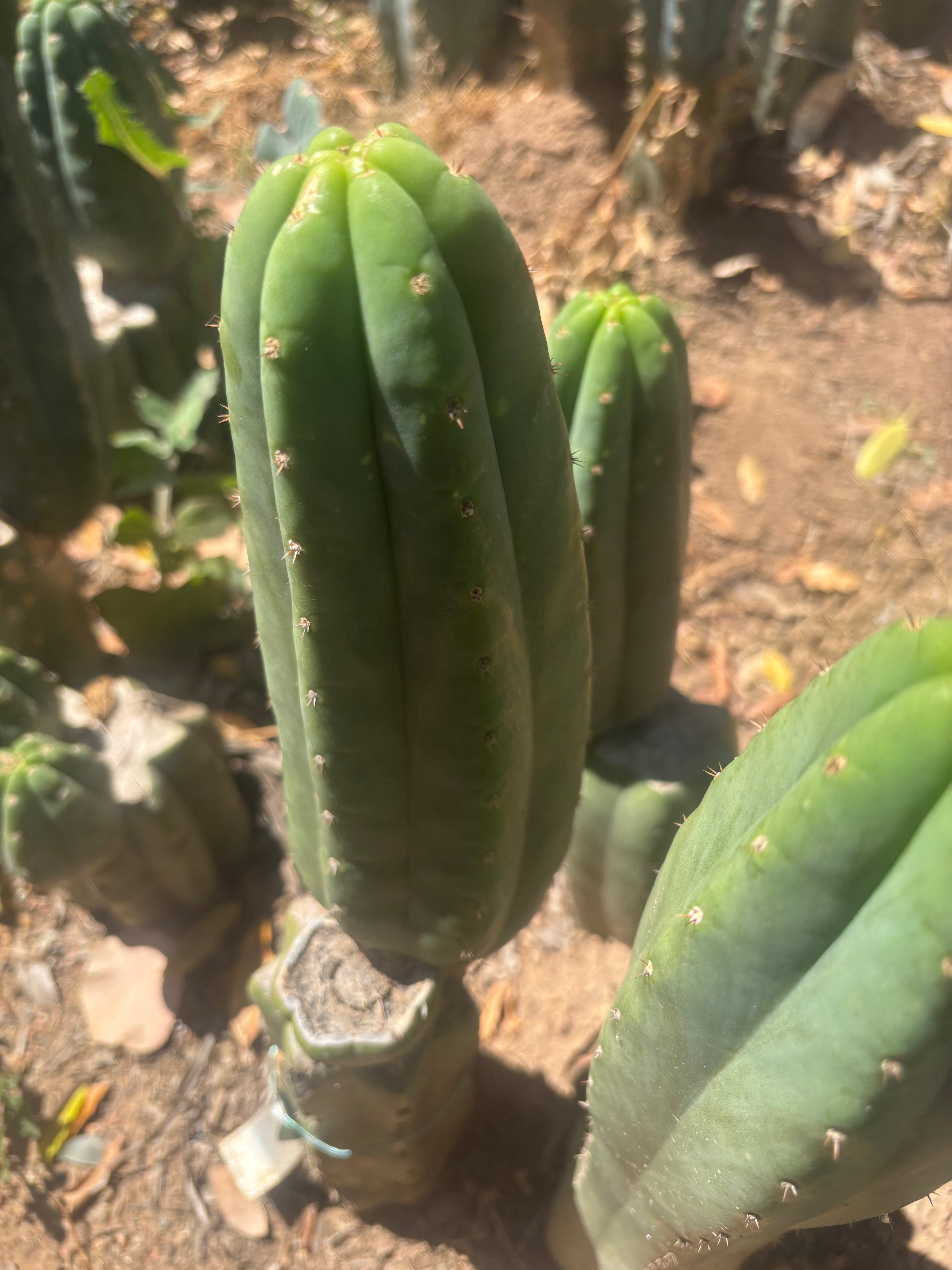 💎👑🌶️ LMP — 7” Tip