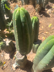 💎👑🌶️ LMP — 7” Tip