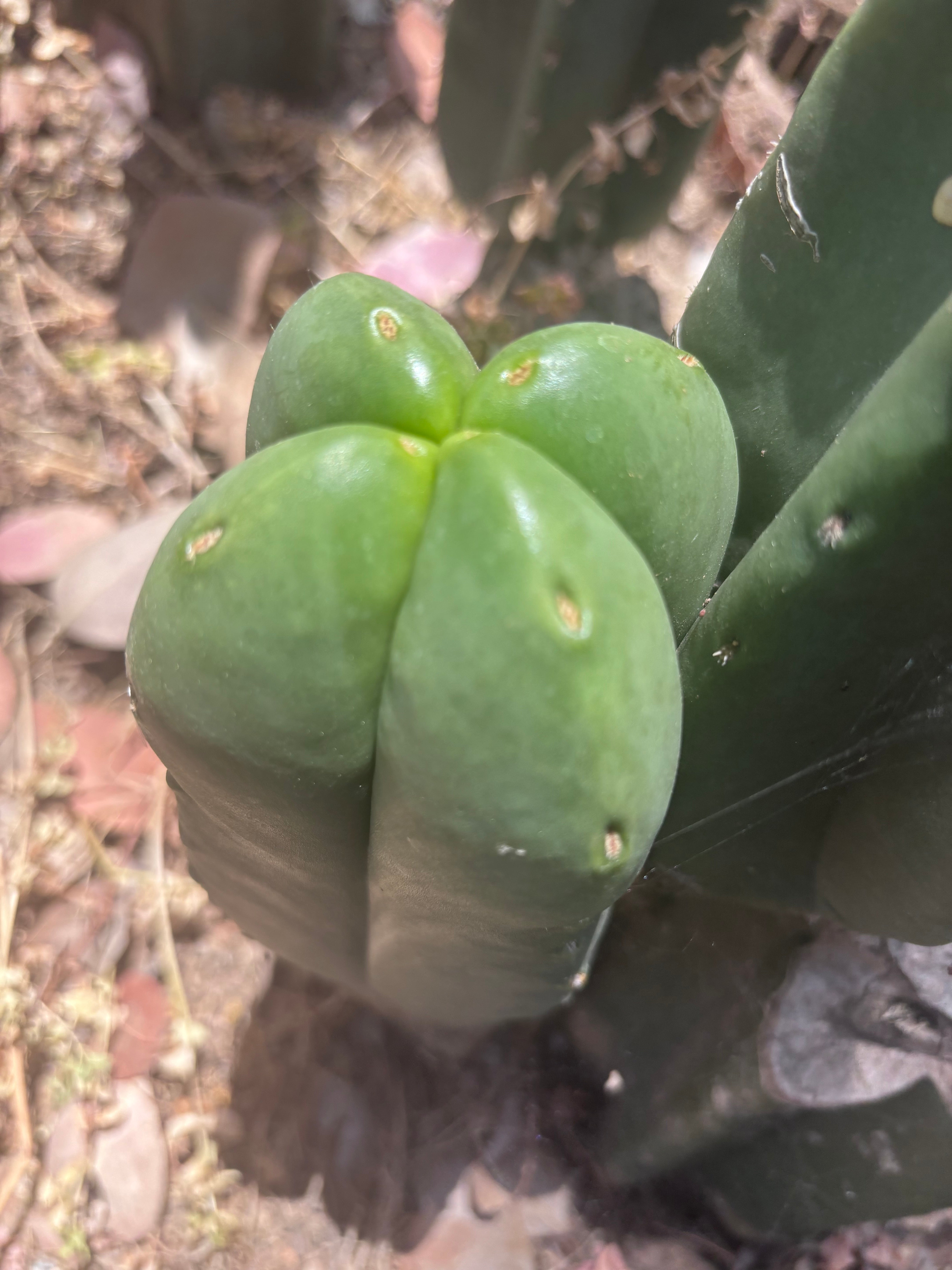 👑💎 MBxBB Scop — Plump 9” Fourwang Tip