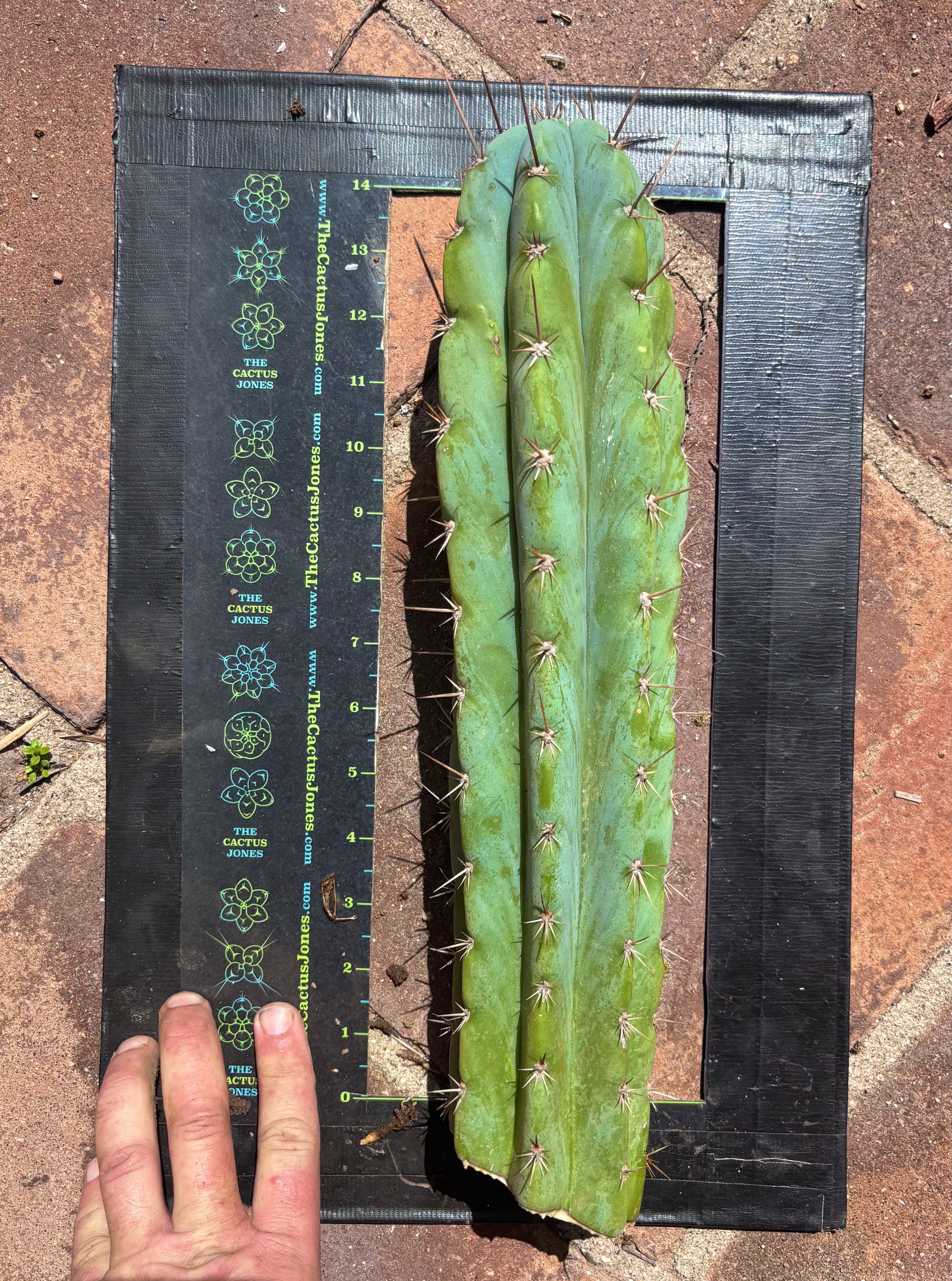 👑 Icaros — 14” Tip