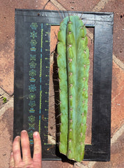👑 Icaros — 14” Tip