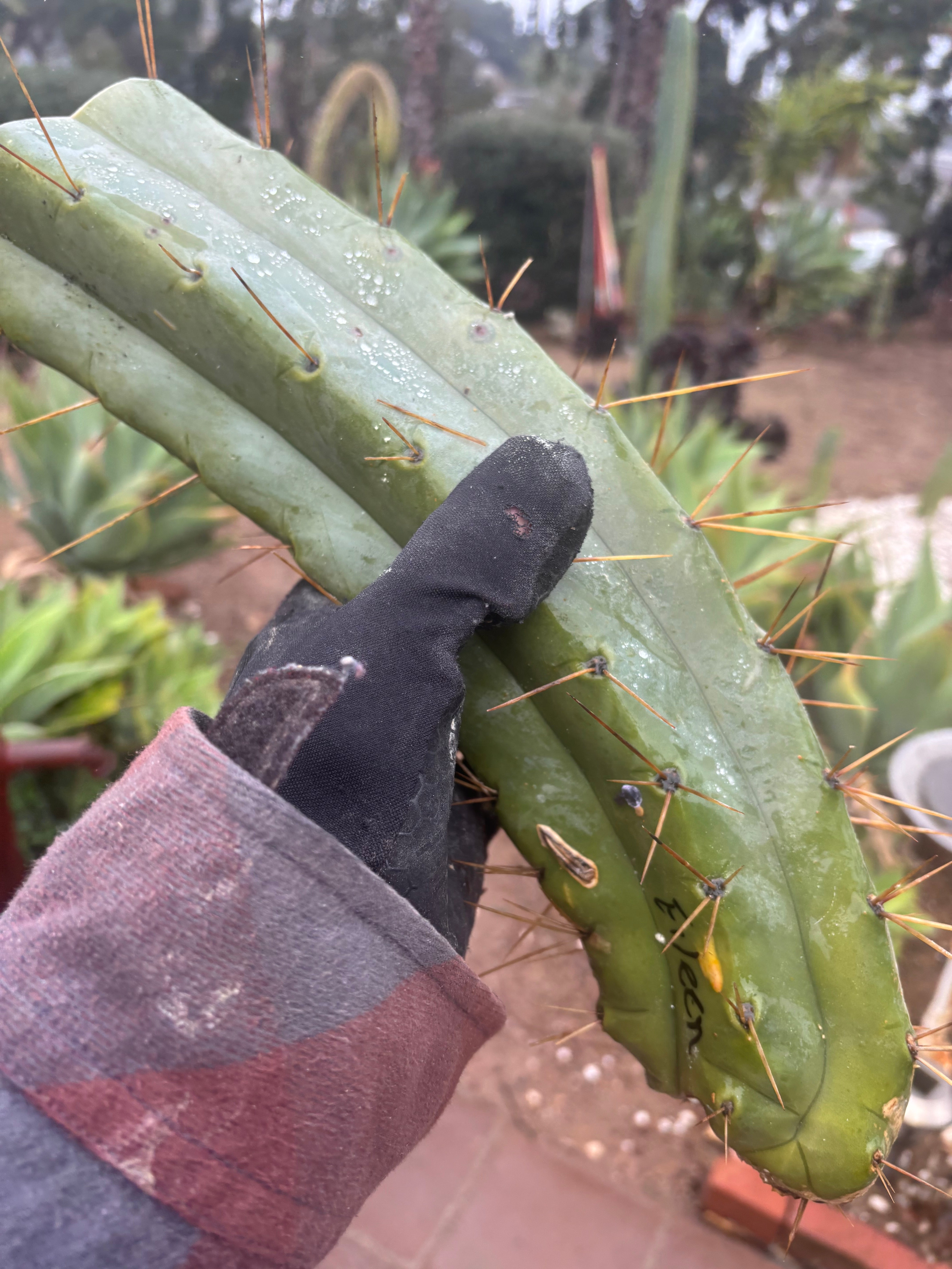 👑🌶️🌶️ Eileen — 14” MEGA Mids (2)