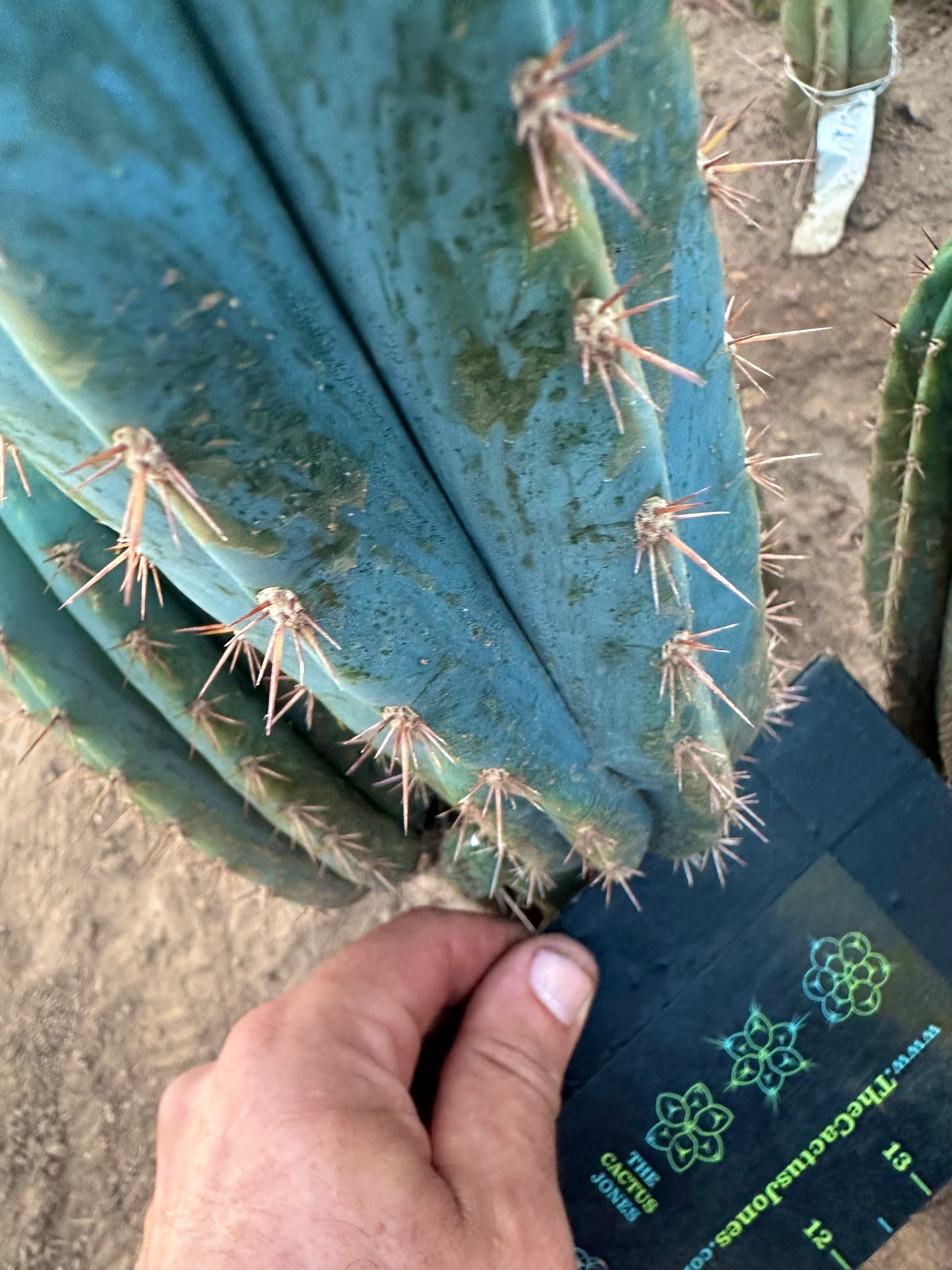 💎👑 Ferret— 13.5” Pup