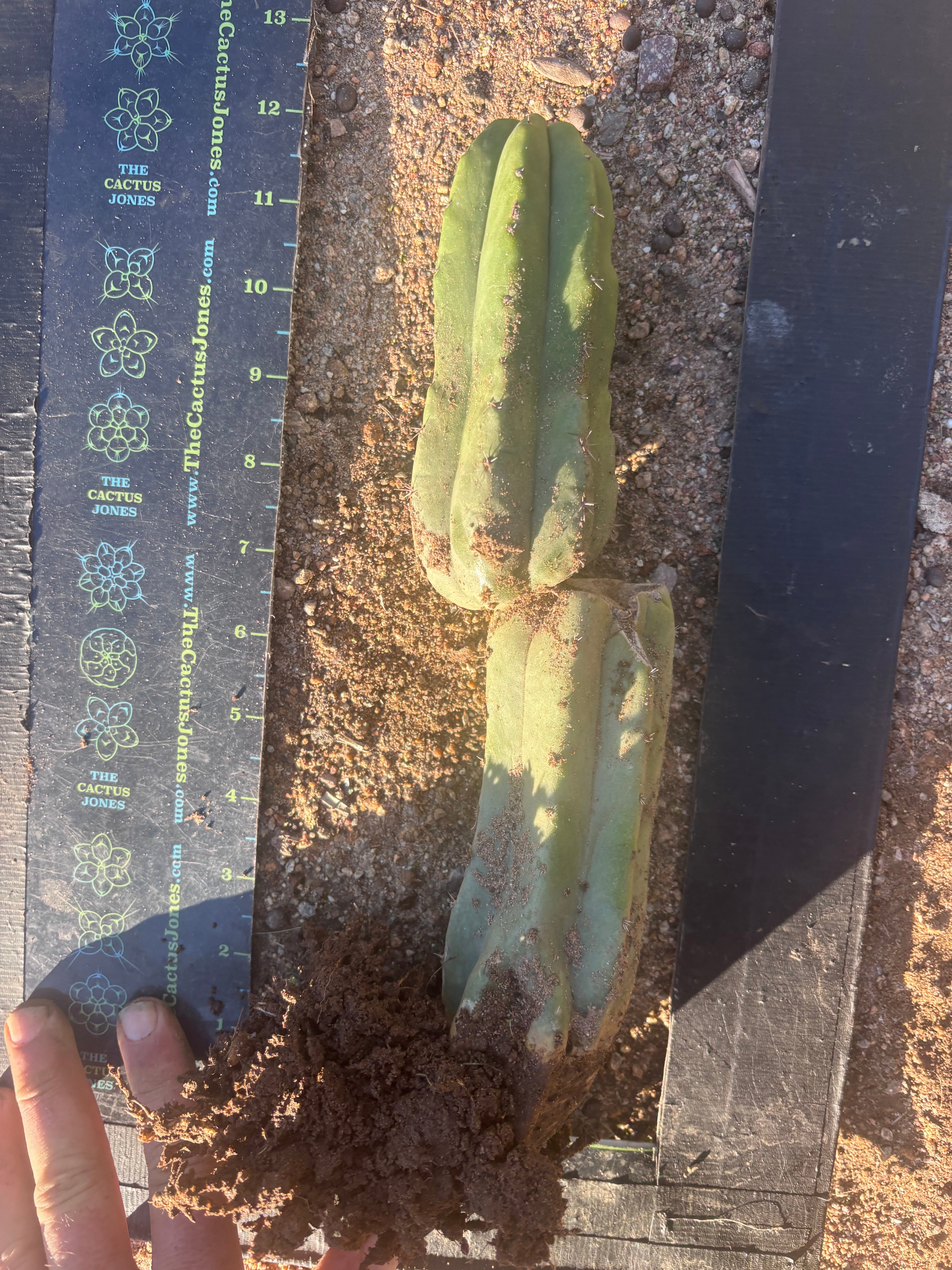 👑🌶️ Genesis — 12” Rooted