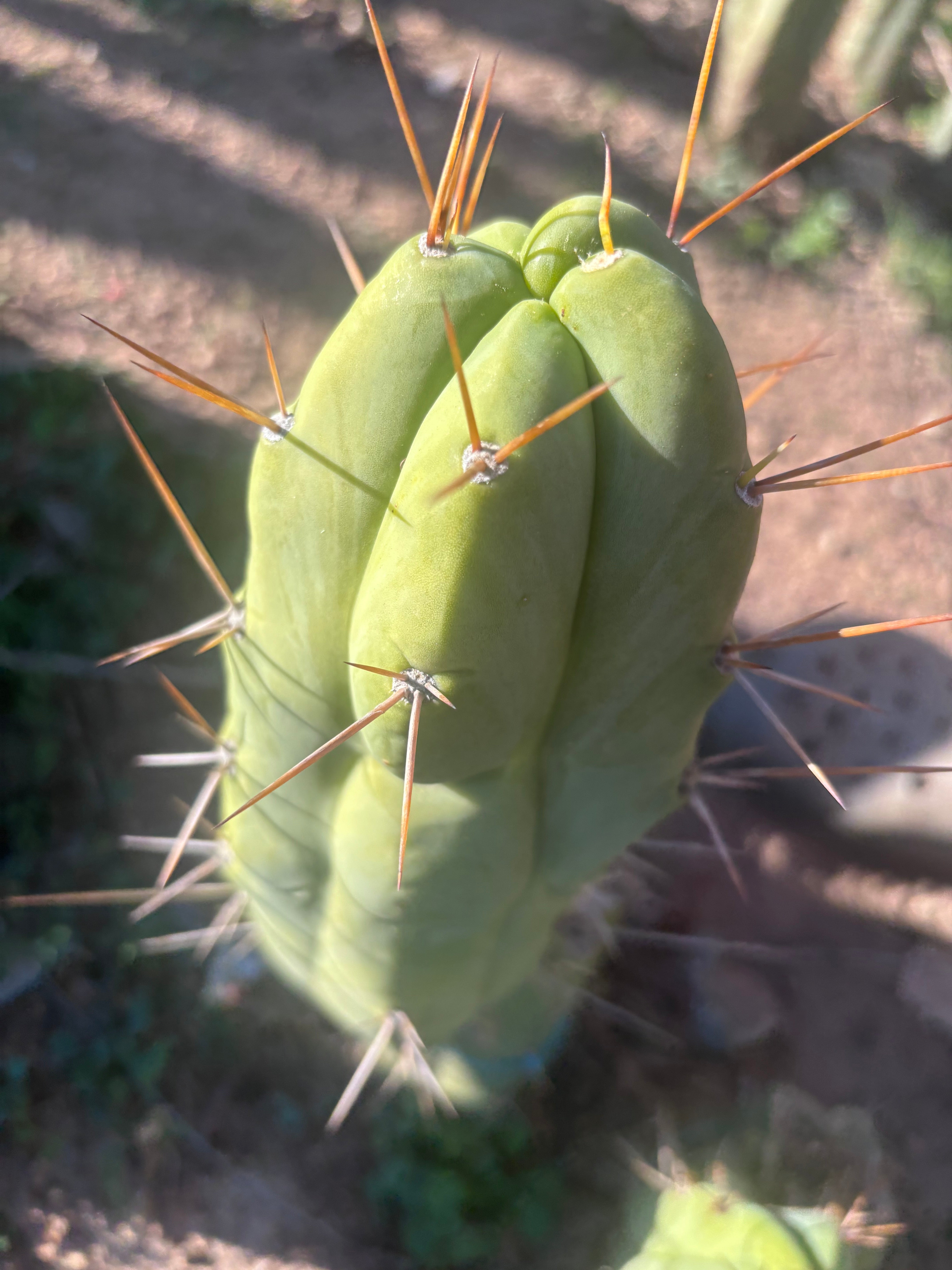 💎👑🌶️ Bruce — 10” Pup