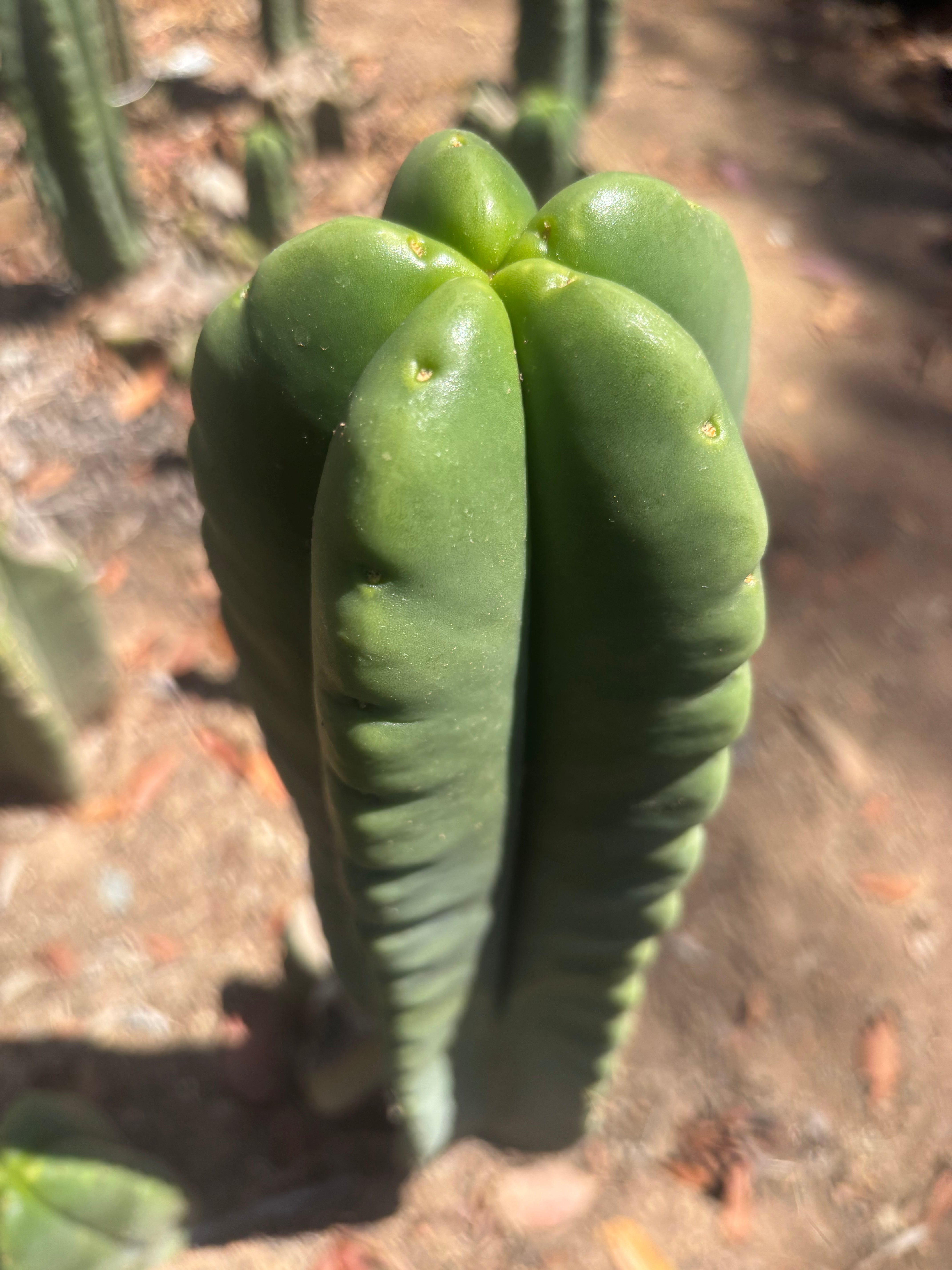 💎👑🌶️ Ferah — 9” Tip