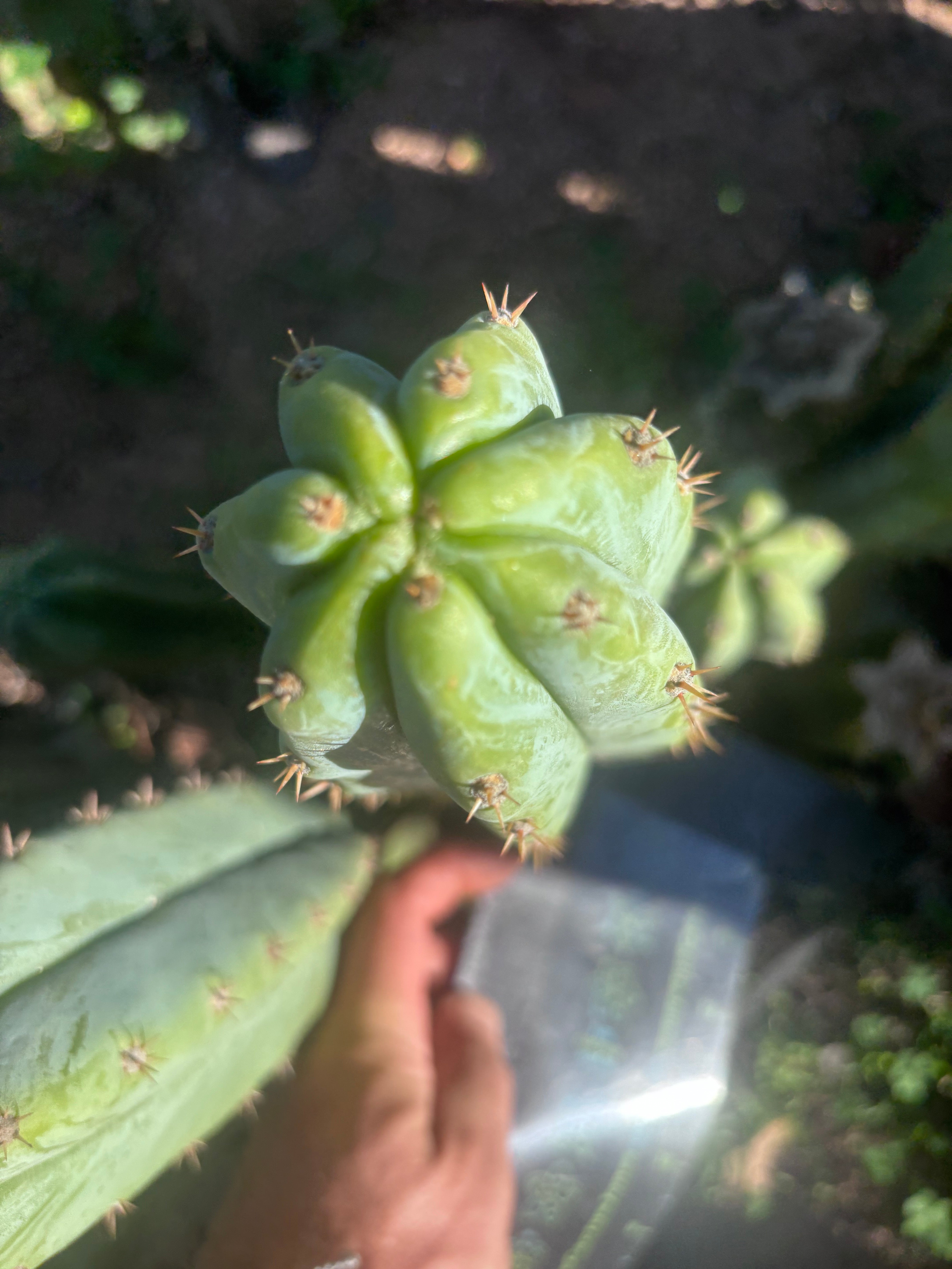 🌶️🌶️ NoidTwo — 10” Pup