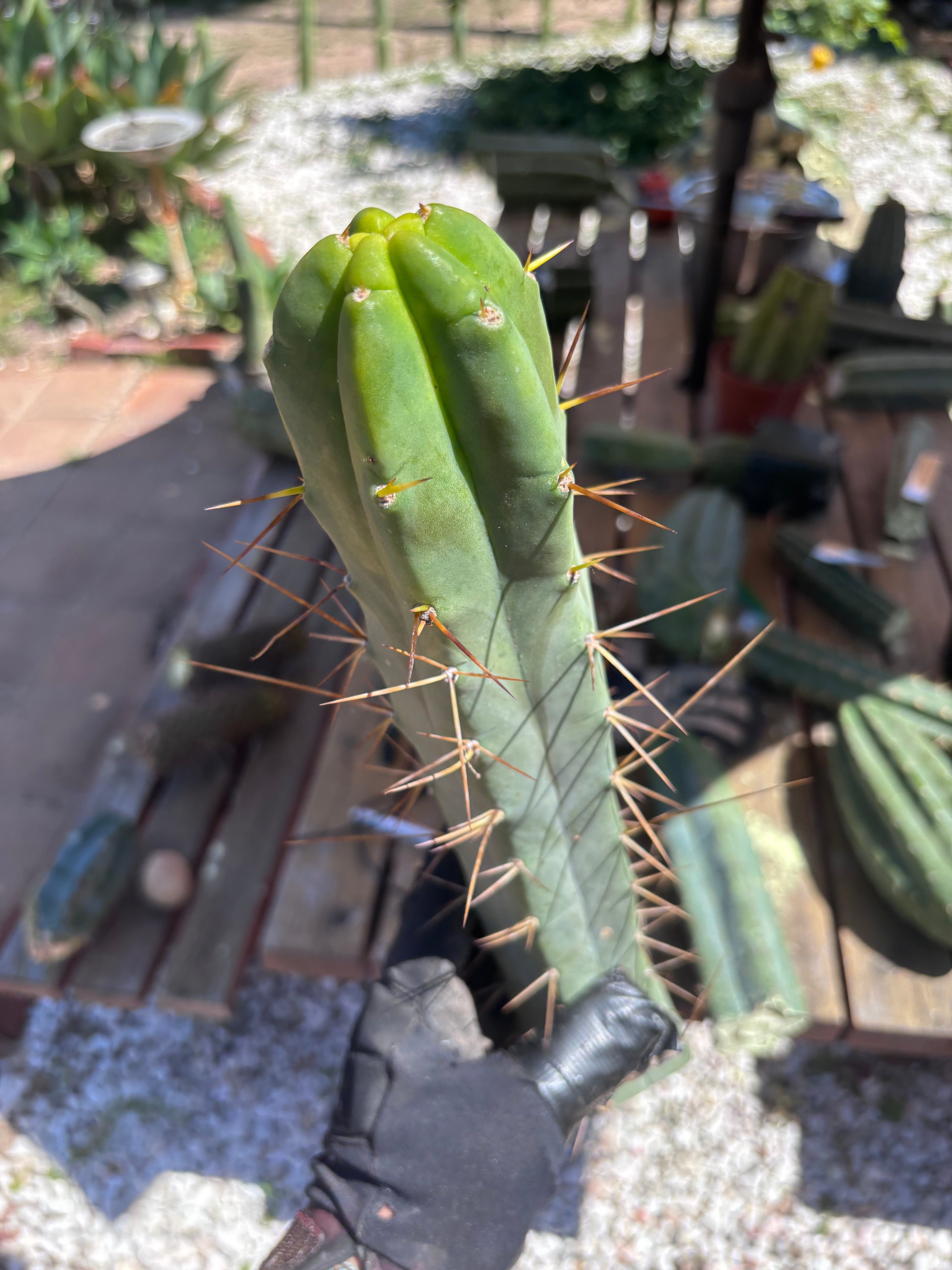 👑🌶️ TBQM  — 15” Tip
