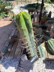 👑🌶️ TBQM  — 15” Tip