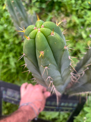 👑🌶️ S.S. Achuma — XL 14” Pup