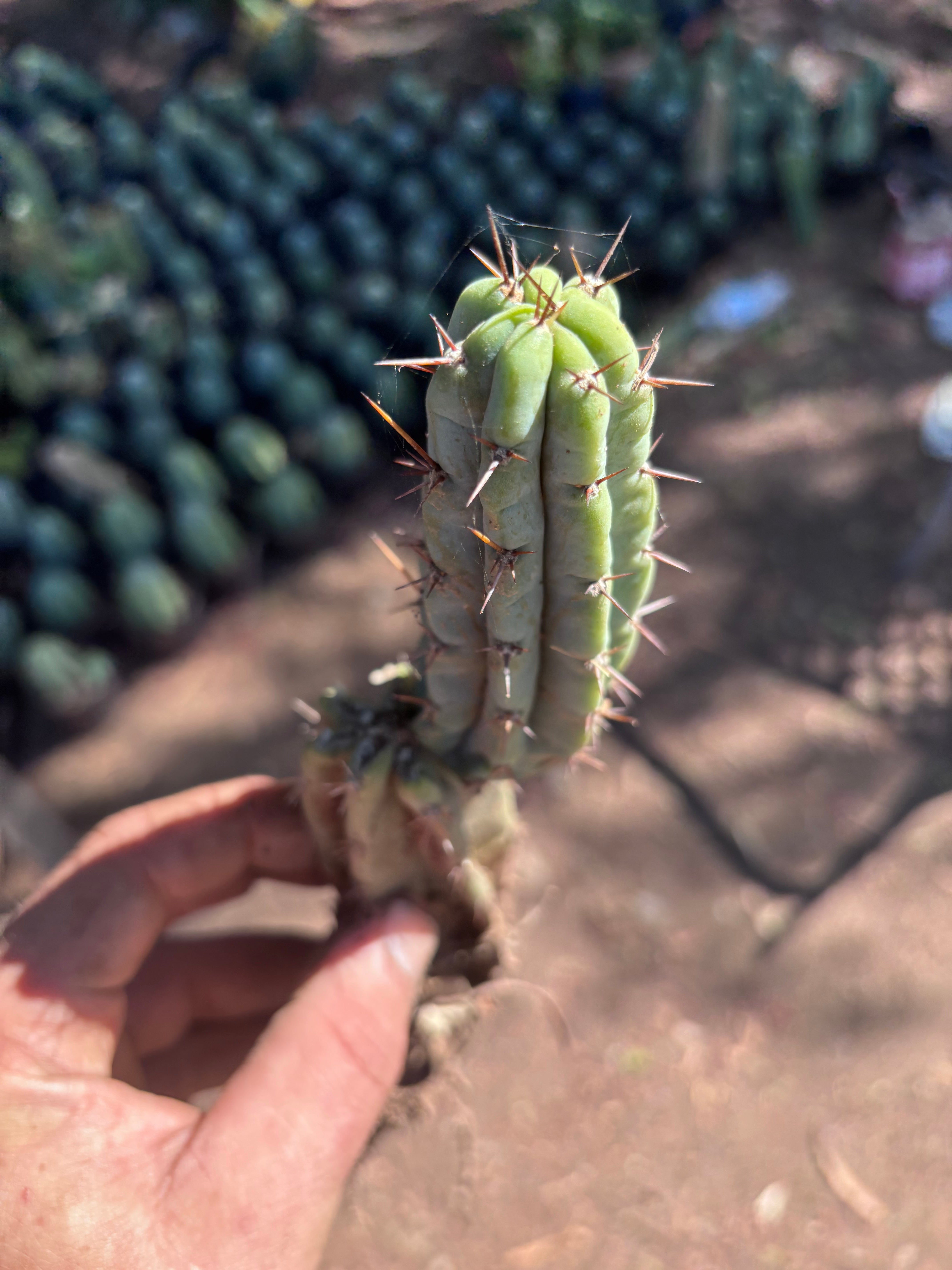 👑🌶️🌶️ Pala! — 9” Rooted