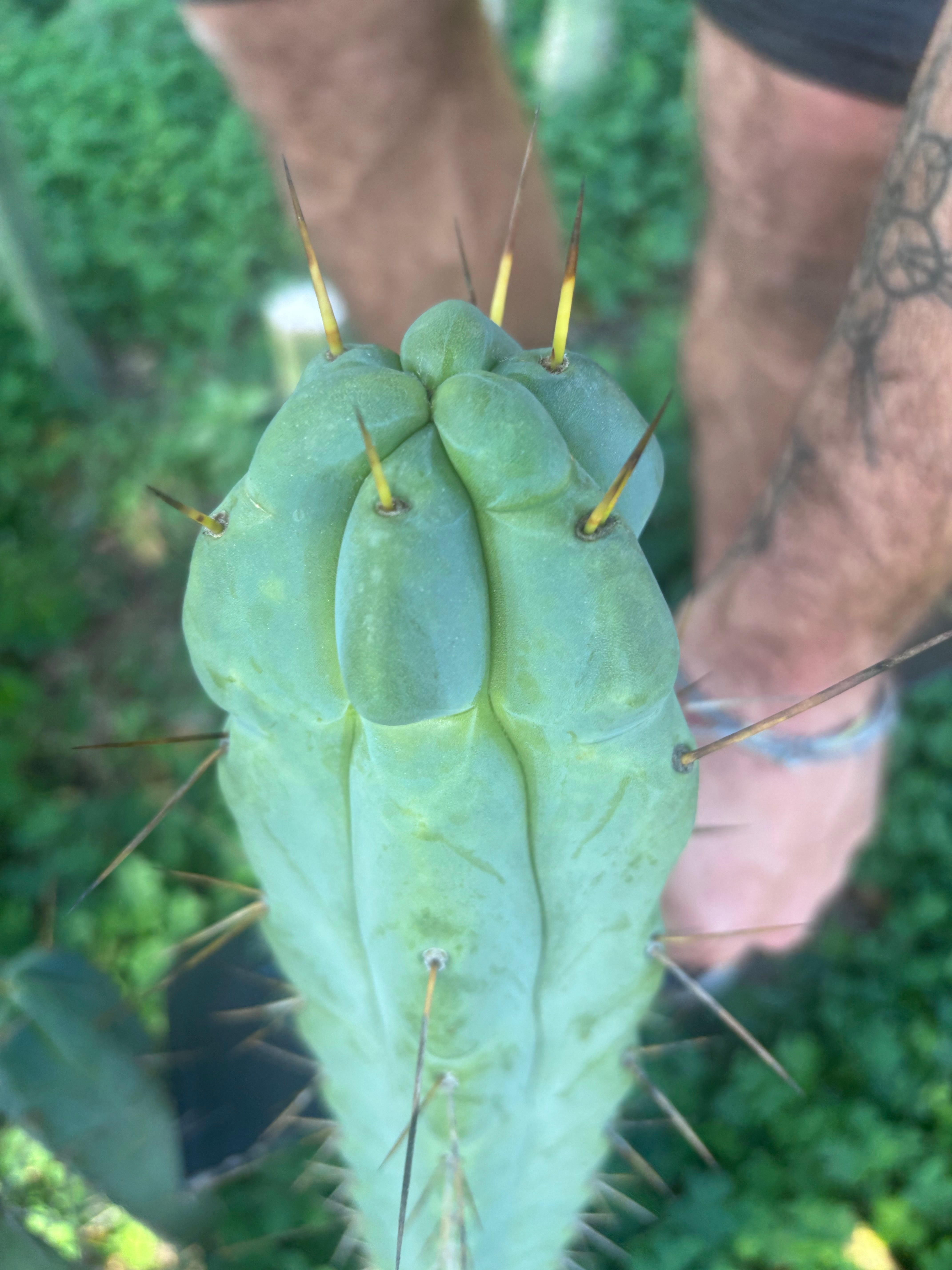 💎🌶️ Sina x SS02  — Thick Melty 10” Tip