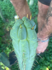 💎🌶️ Sina x SS02  — Thick Melty 10” Tip