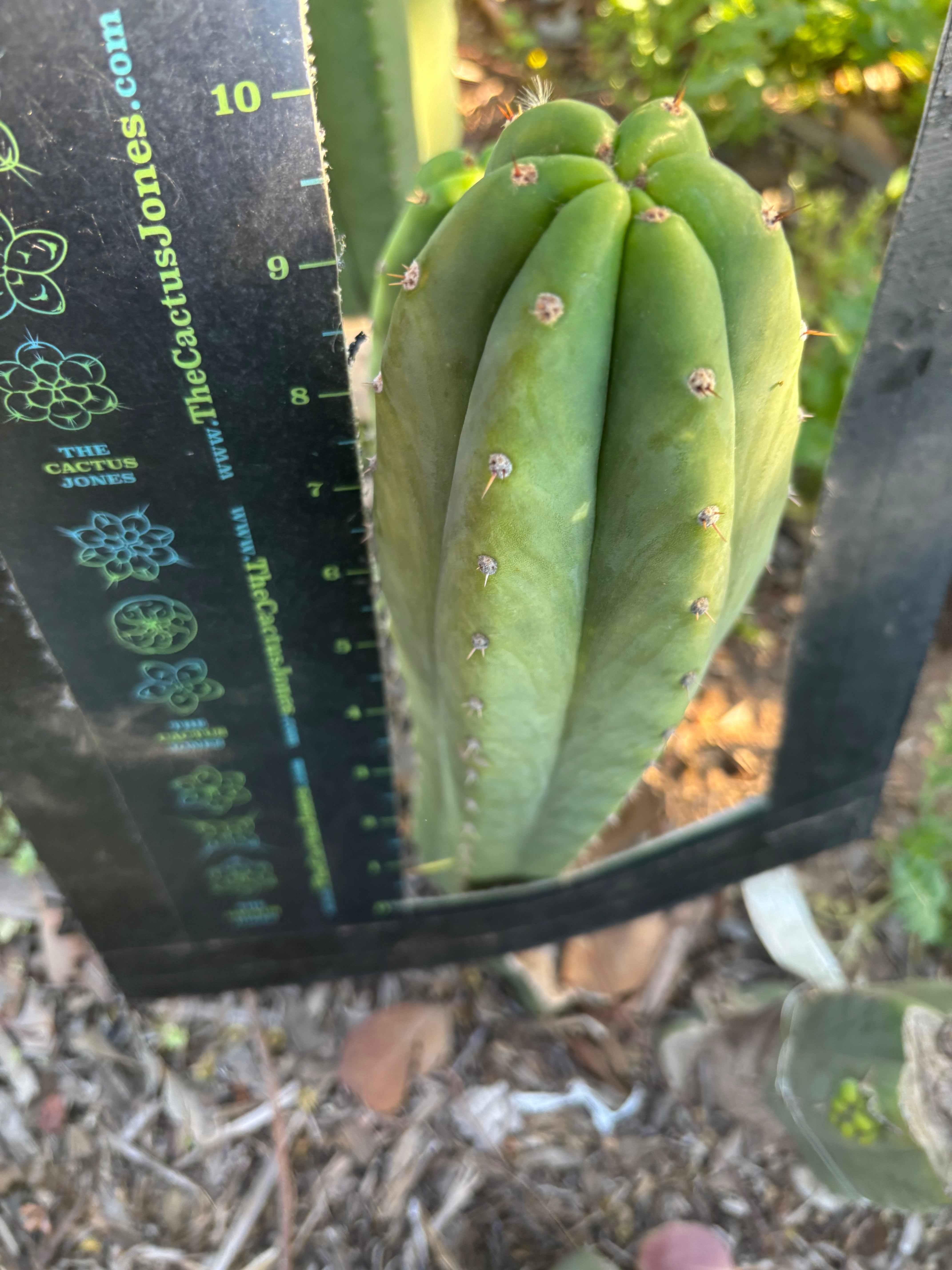 👑🌶️🌶️ Landfill — 10” Tip