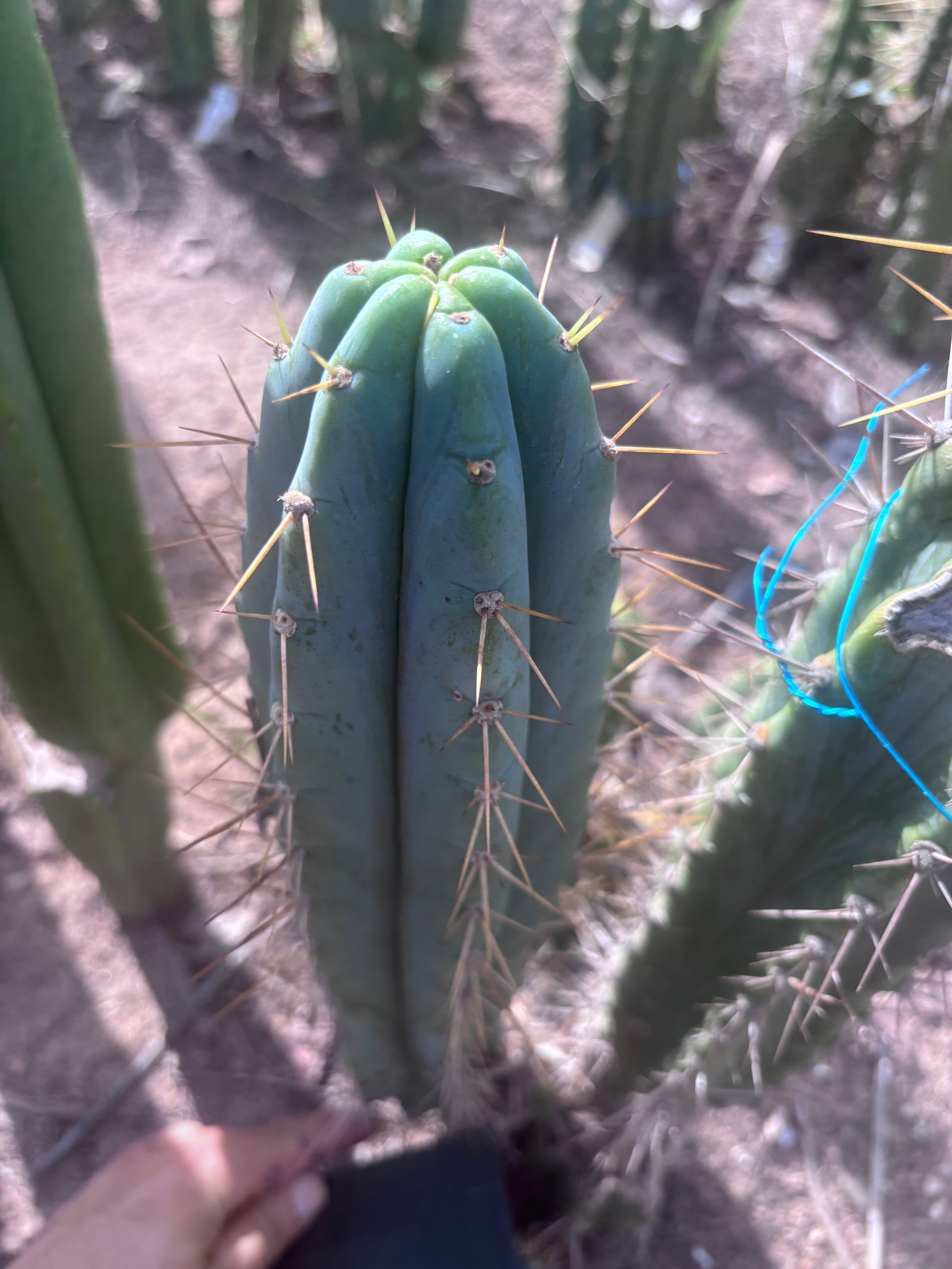 🌶️ 0102 — XL 15” Pup