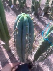 🌶️ 0102 — XL 15” Pup