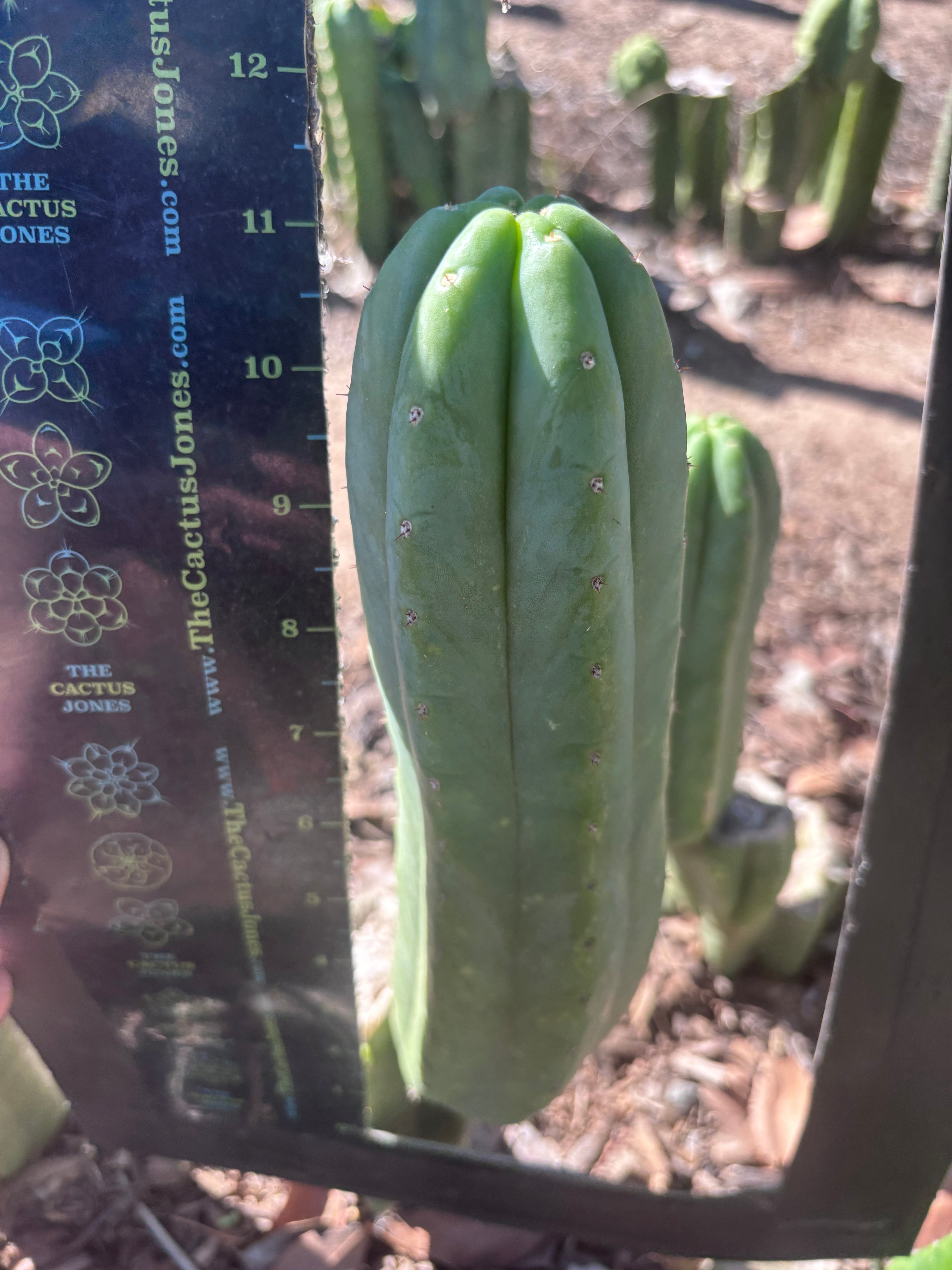 👑🌶️🌶️ Ogun — Another 11” Pup