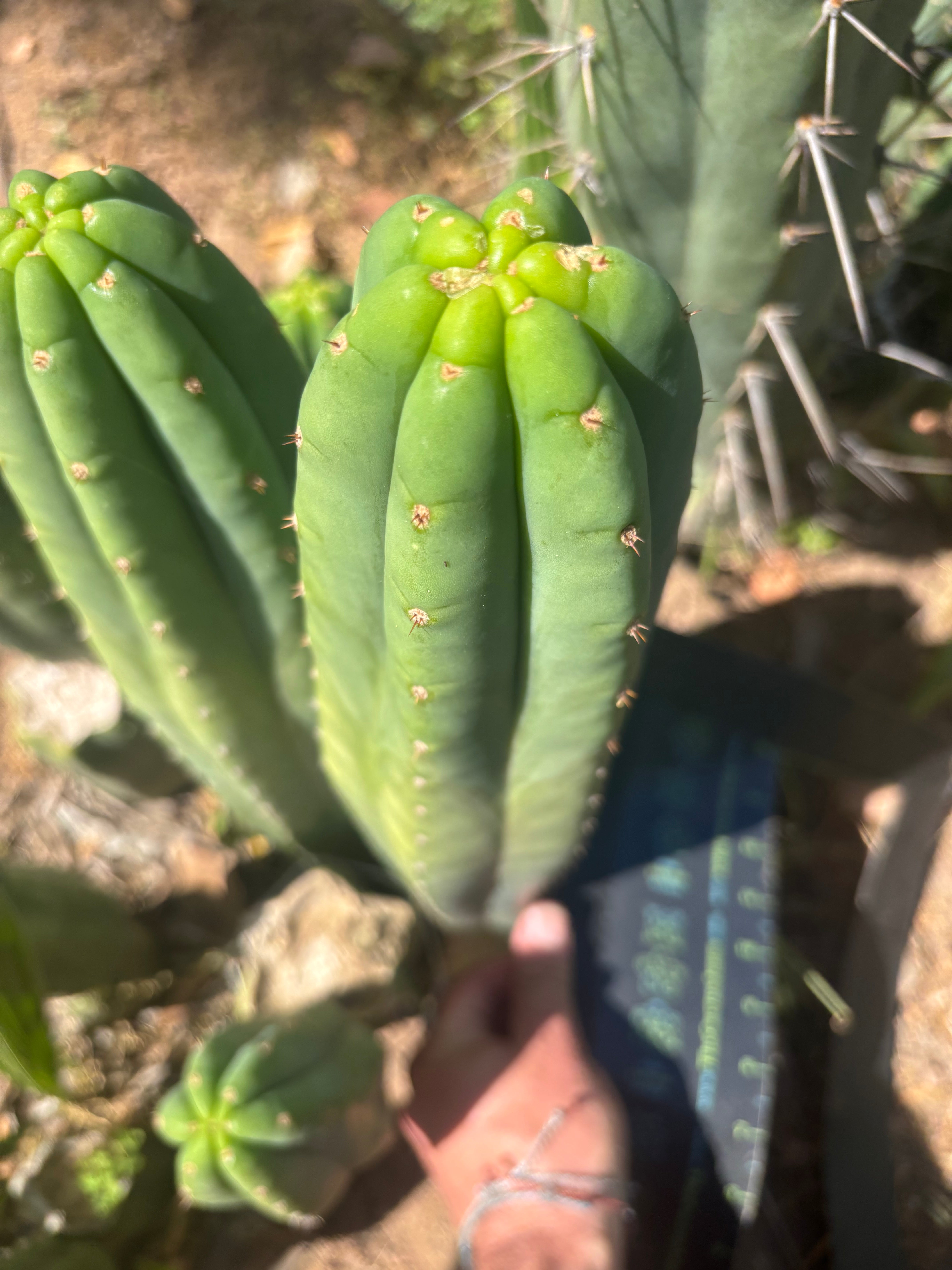 👑🌶️ Davy — XL 14” Tip