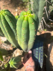 👑🌶️ Davy — XL 14” Tip