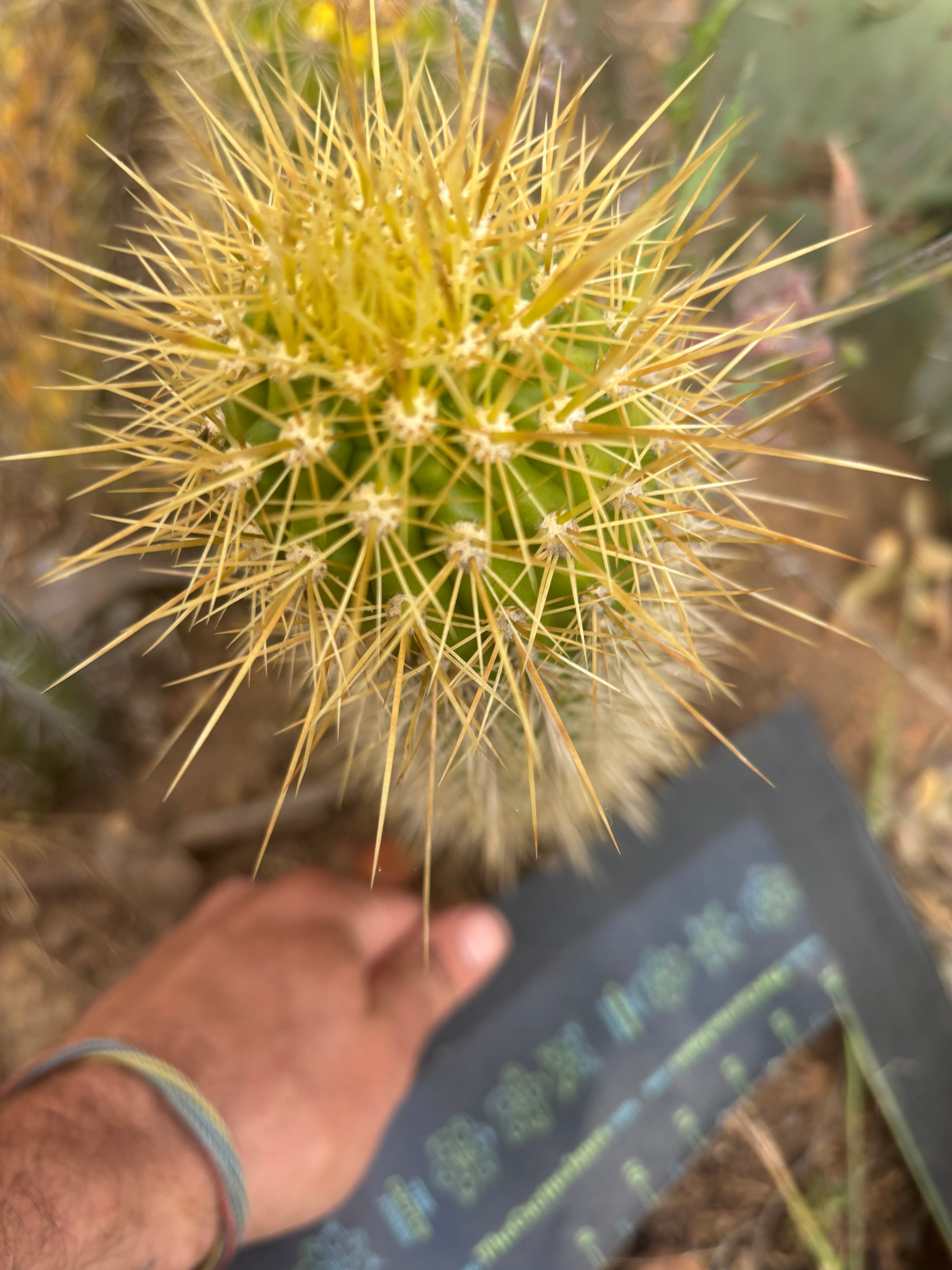 💎 T.Camarguensis  — 10” Tip