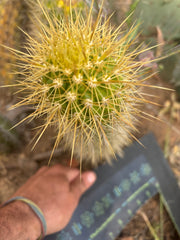 💎 T.Camarguensis  — 10” Tip