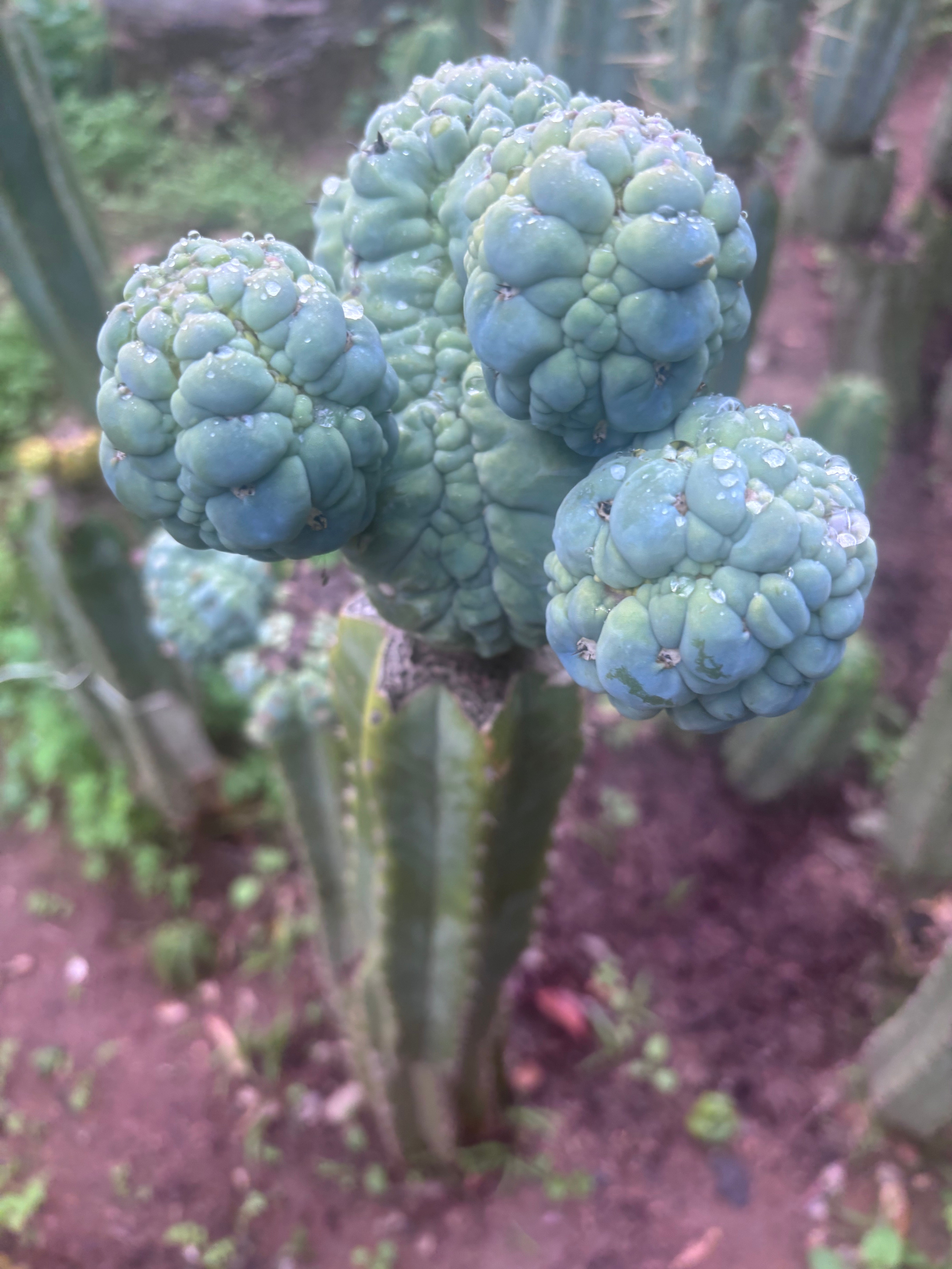 💎👑💎 Glorp — XXL Boquet of Balls