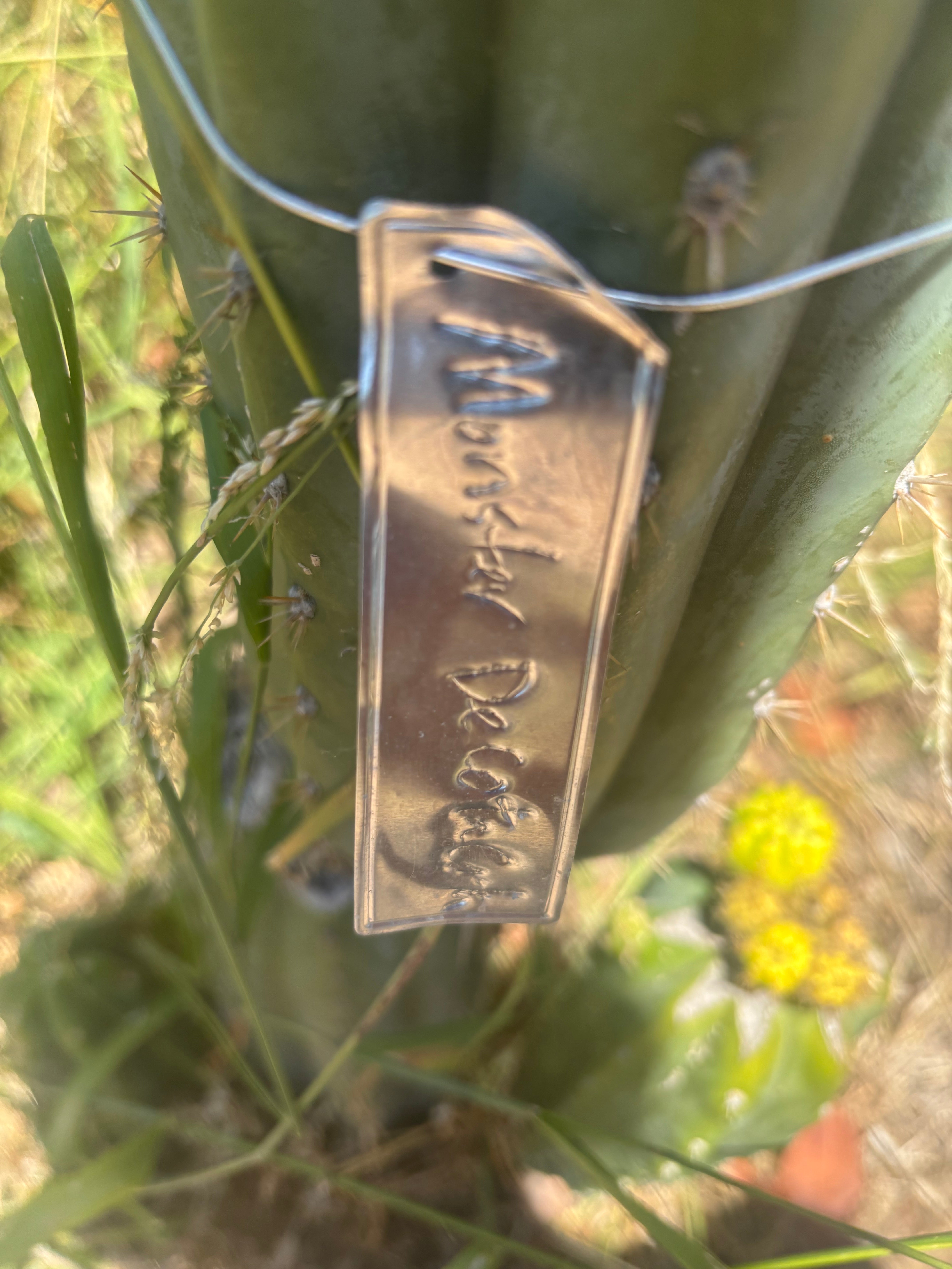 💎👑🌶️ Monster De Cota Cota — Chonky Tip