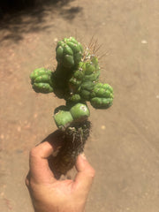 💎👑💎 Havran — Established Multi-Pup Graft on Spachianus