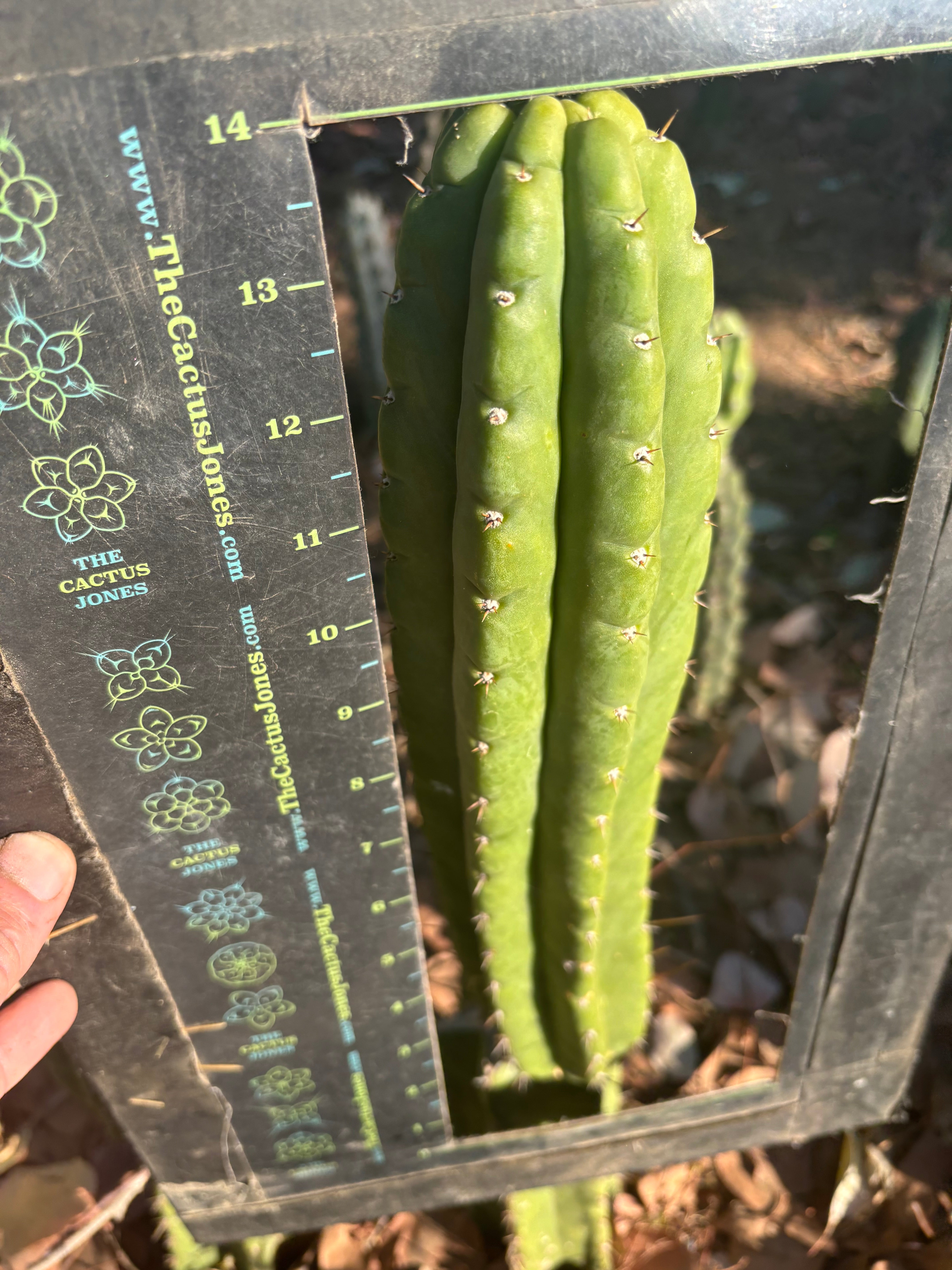 👑🌶️ Lima — XL 14” Pup