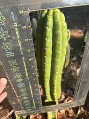 👑🌶️ Lima — XL 14” Pup