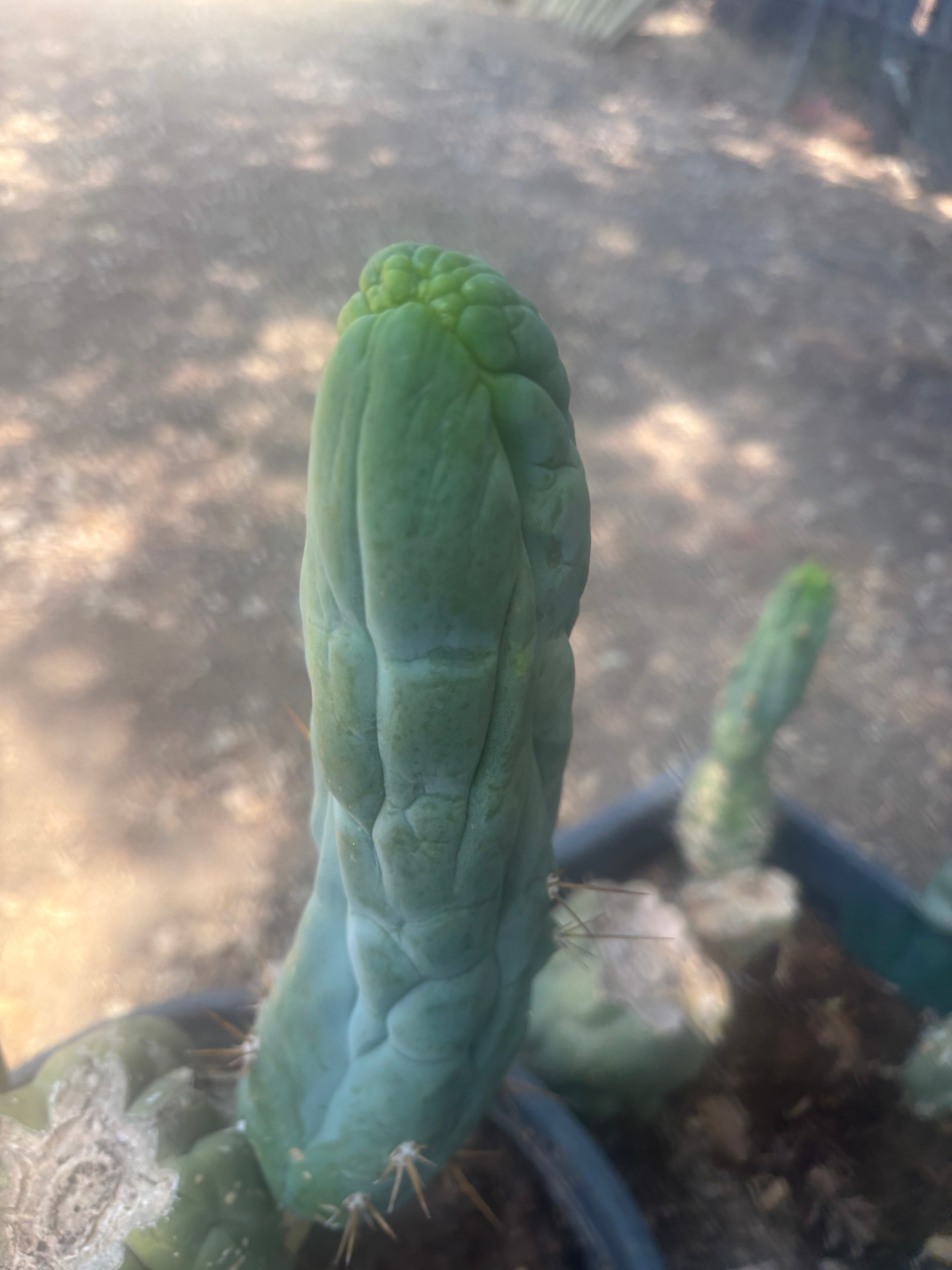 💎👑🐉 Bruce’s Dragon — 9” Pup
