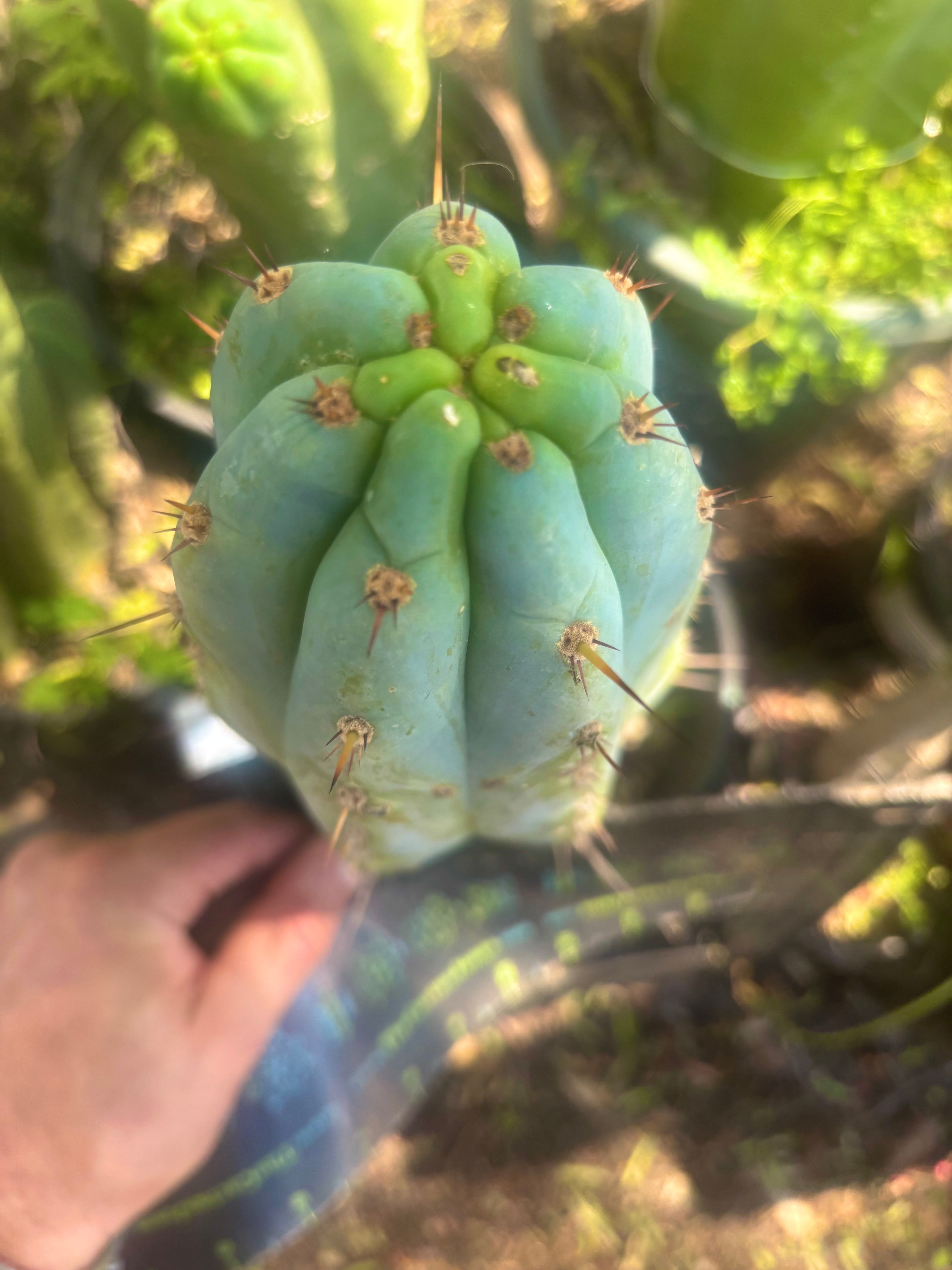 💎👑🌶️ Sharxx Blue — Thick 9” Tip