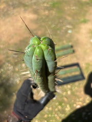 🌶️ Restocked —Baker x Helen  — 12” Tips