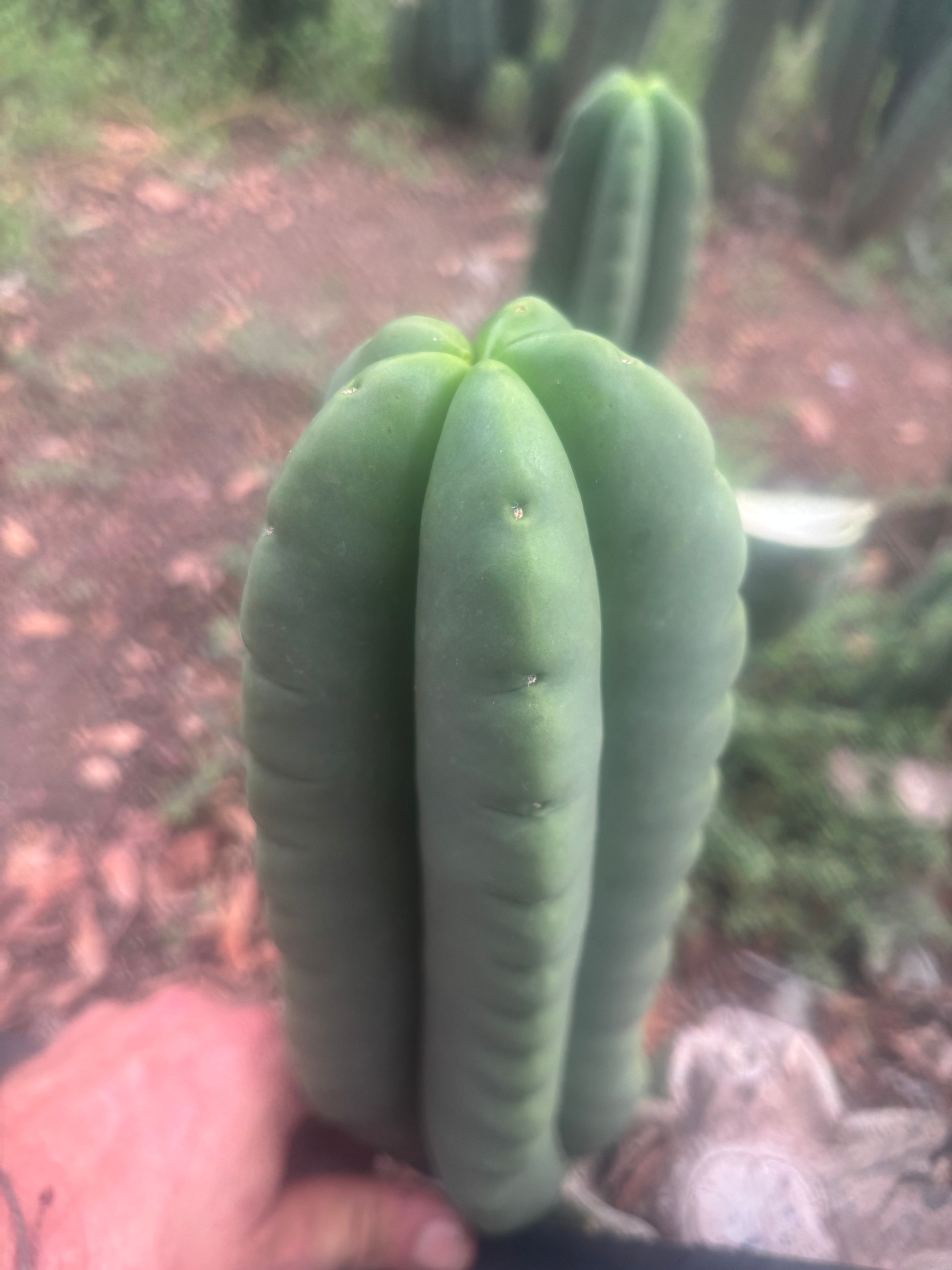 💎👑🌶️ Ferah — Plump 10” Pup