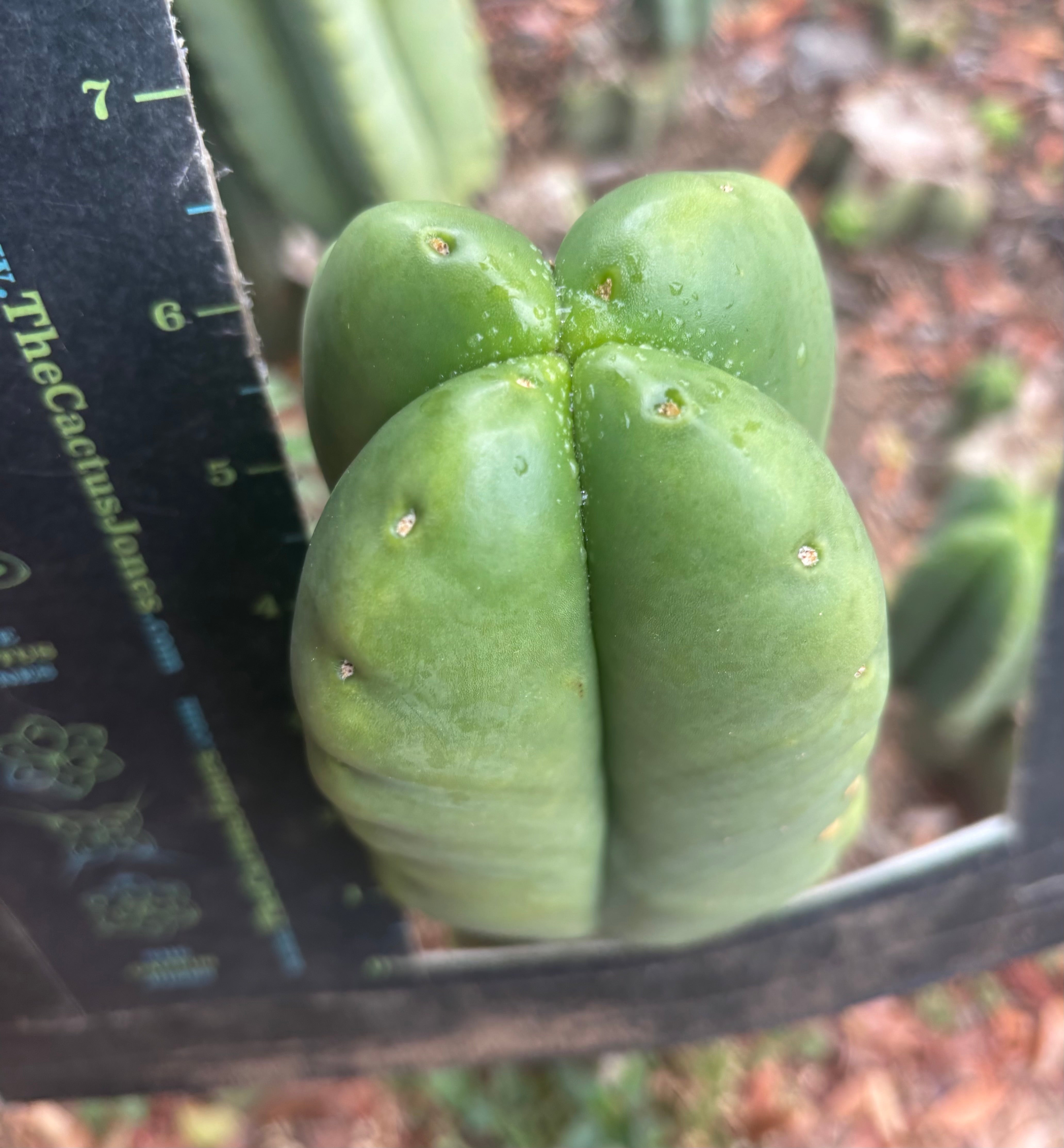 💎👑🌶️ Ferah — 6” Fourwang Tip