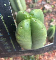 💎👑🌶️ Ferah — 6” Fourwang Tip