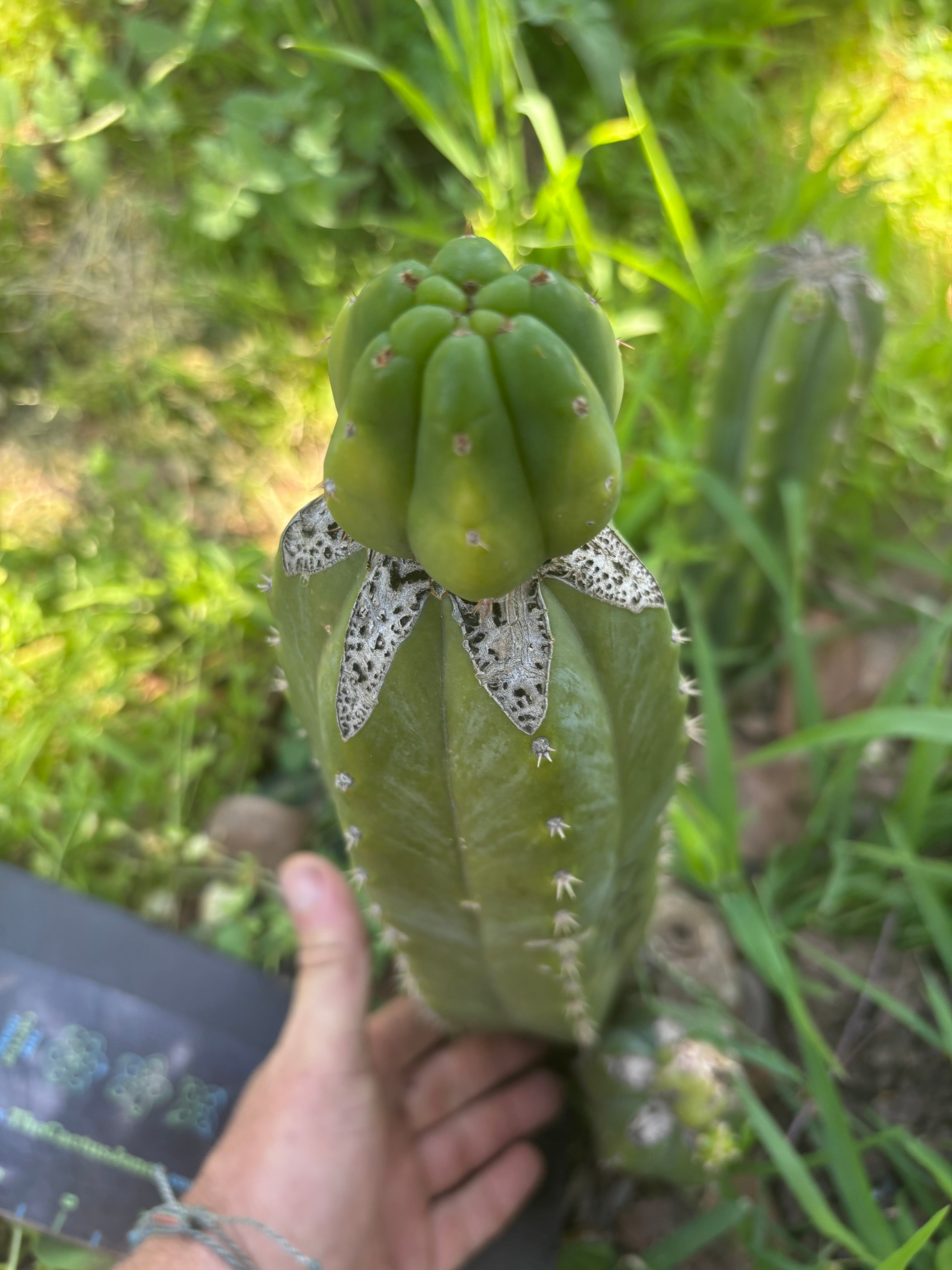 👑🌶️🌶️ KR04 — Fat Tip Graft