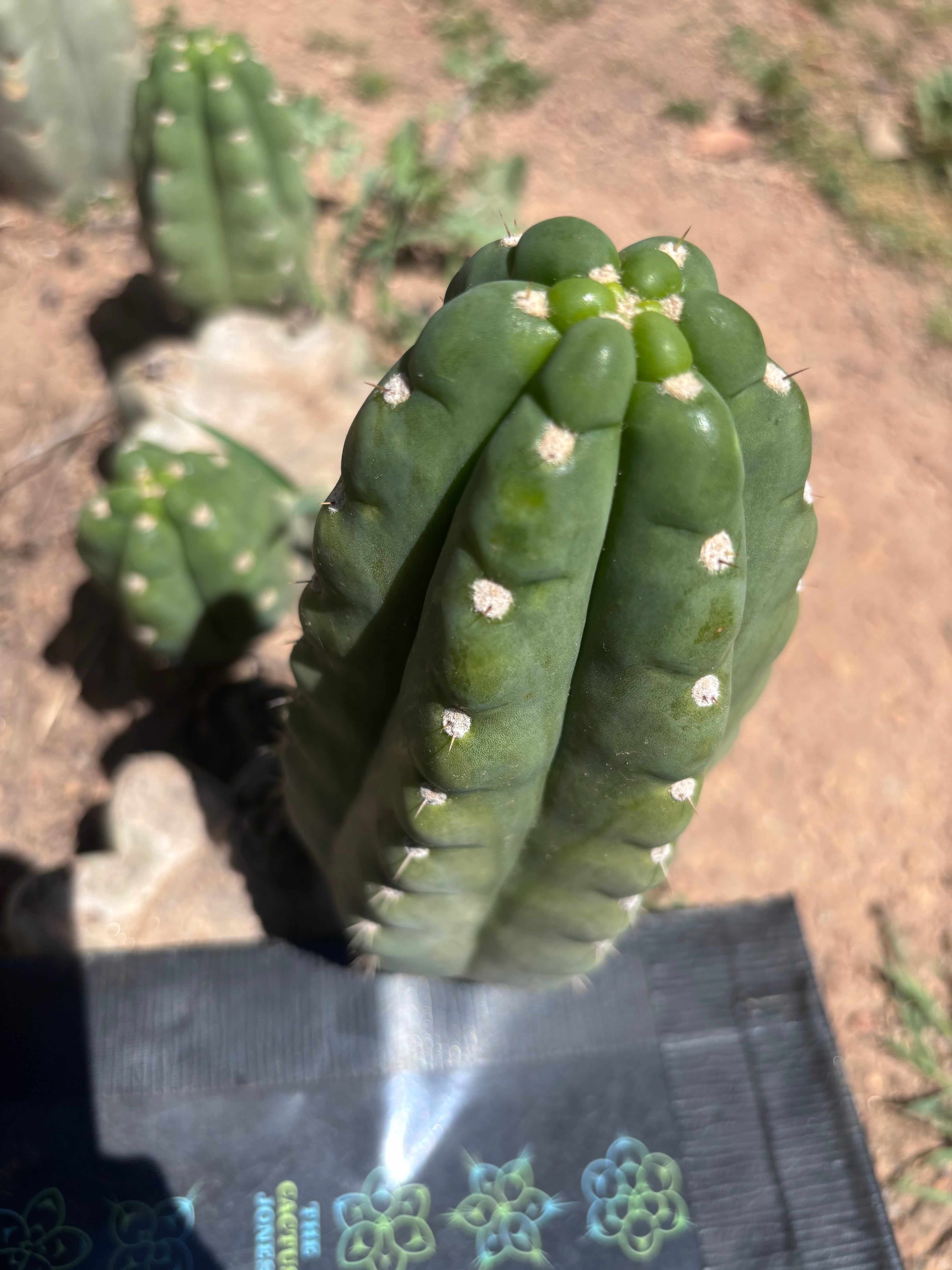 💎👑🌶️  Ichoca — 7” Grenade