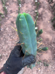 👑💎🌶️ Foolsbreath — XL FourWang 14” Tip