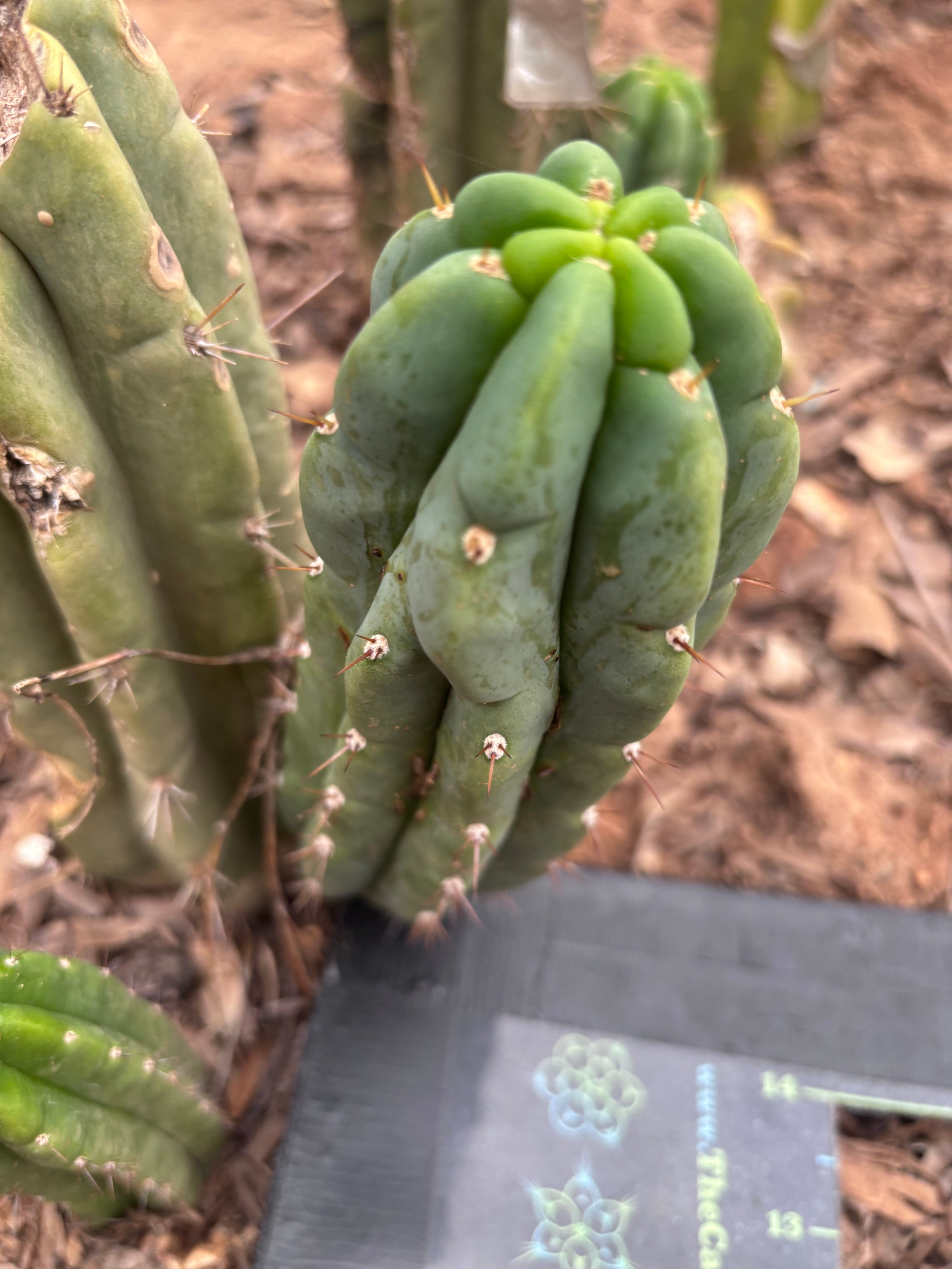 💎👑🌶️🌶️ Austy’s Bomb — 6” Pup