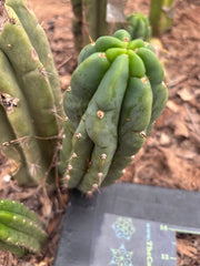 💎👑🌶️🌶️ Austy’s Bomb — 6” Pup