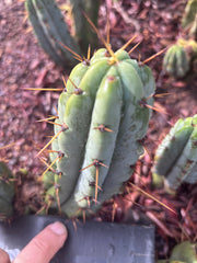 👑🌶️🌶️ Pala! — The Sunday Pup