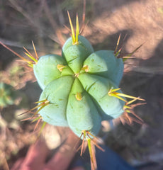 👑💎🌶️ Bluejones  — Flawless 10” Pup